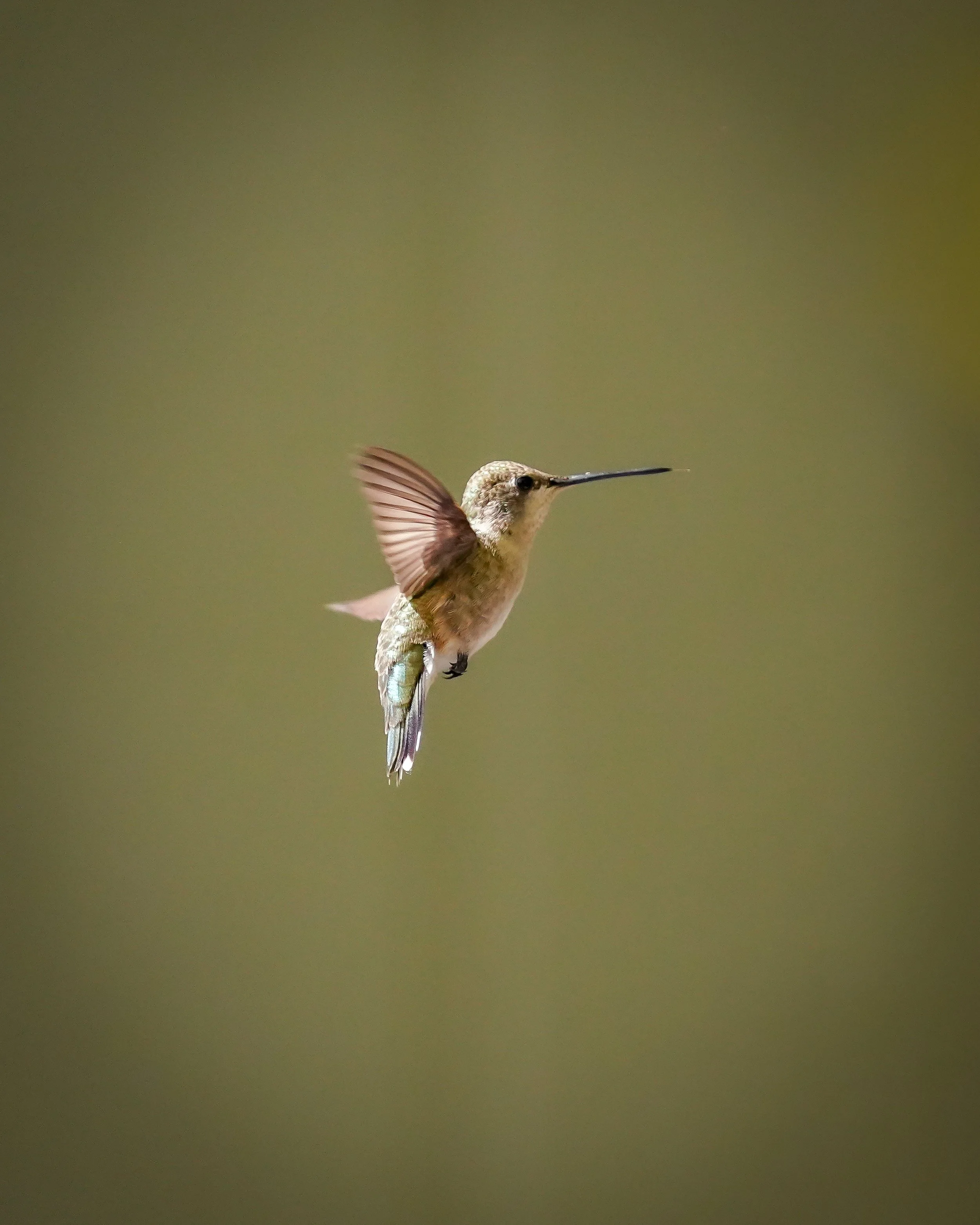 Black-chinned hummingbird