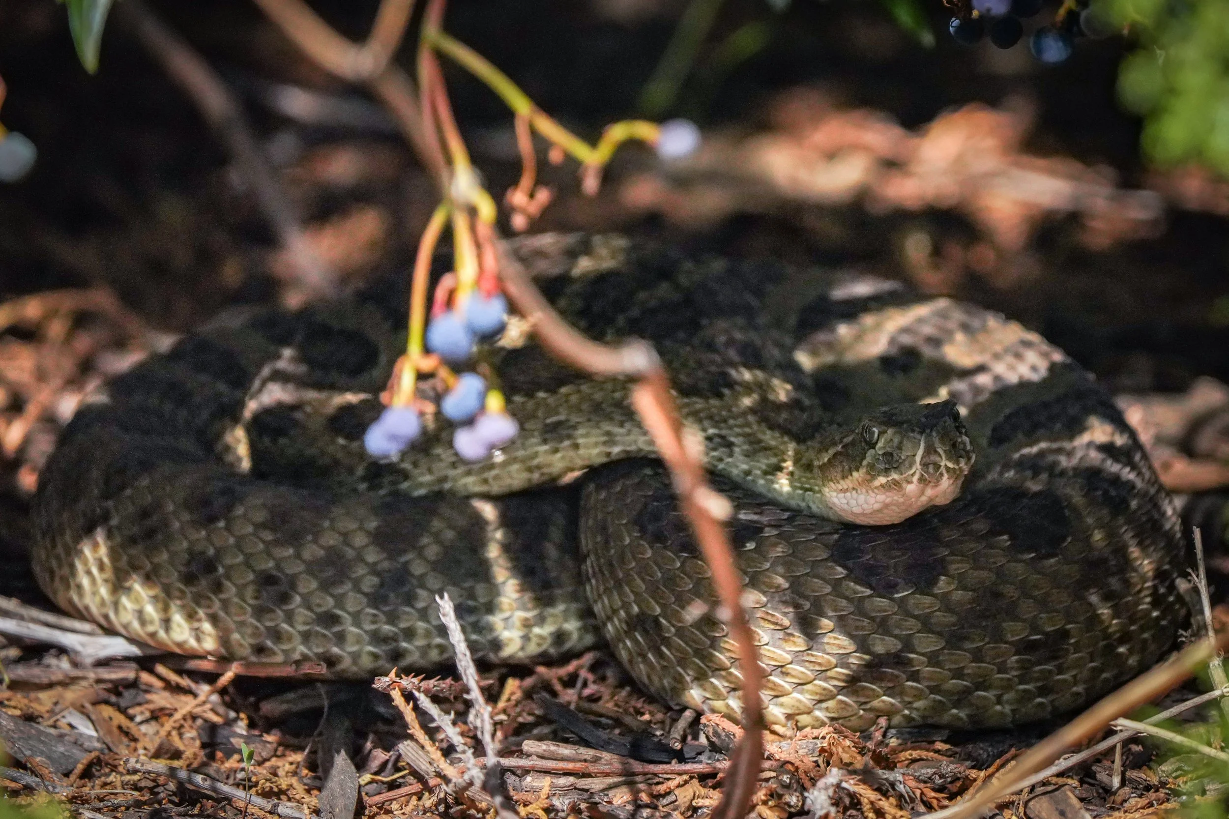 2024-08-24-kingery-nature-center-host-table-rattlesnake-laura-sheets-2.jpg