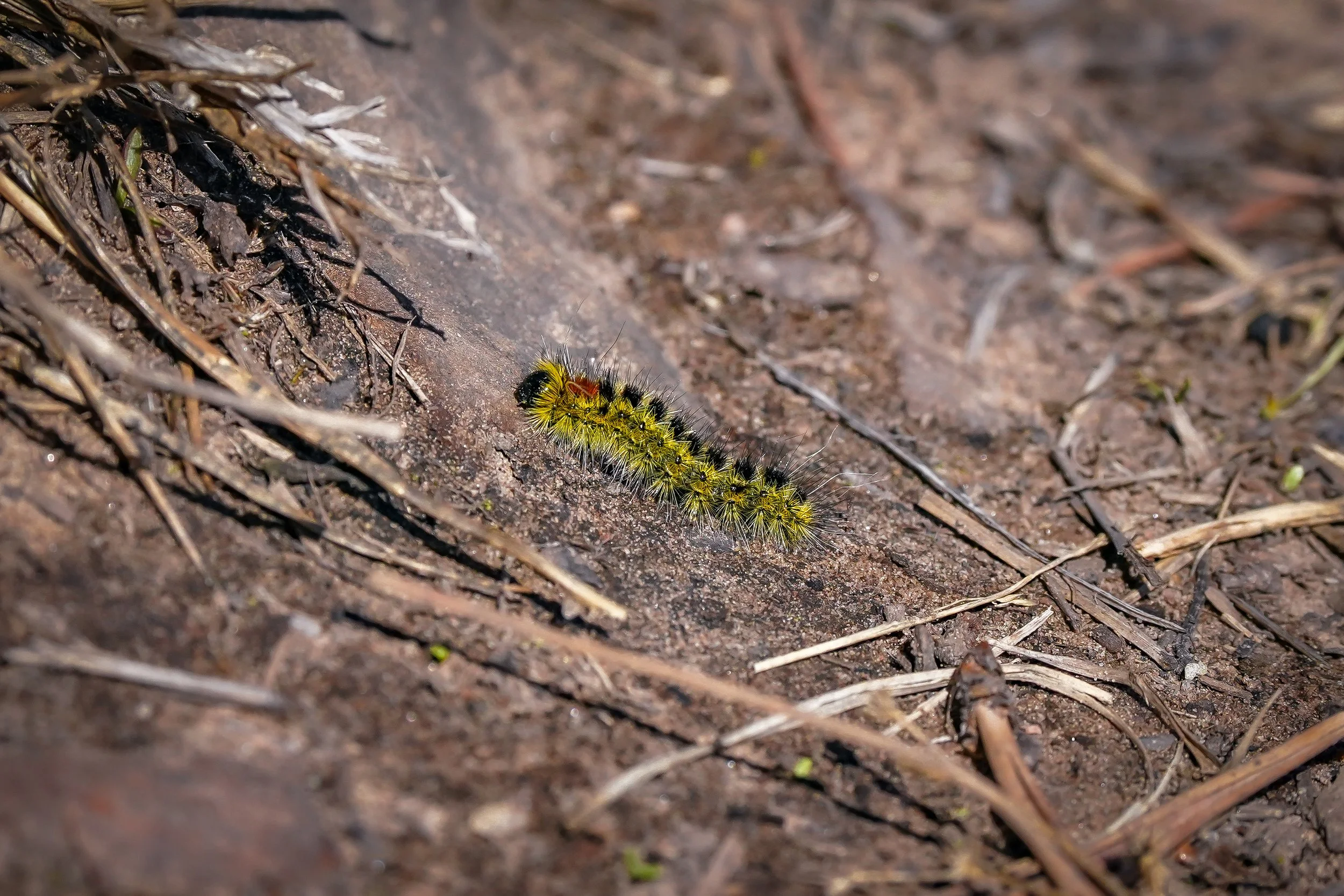 Tiny fuzzy caterpillar in a big world