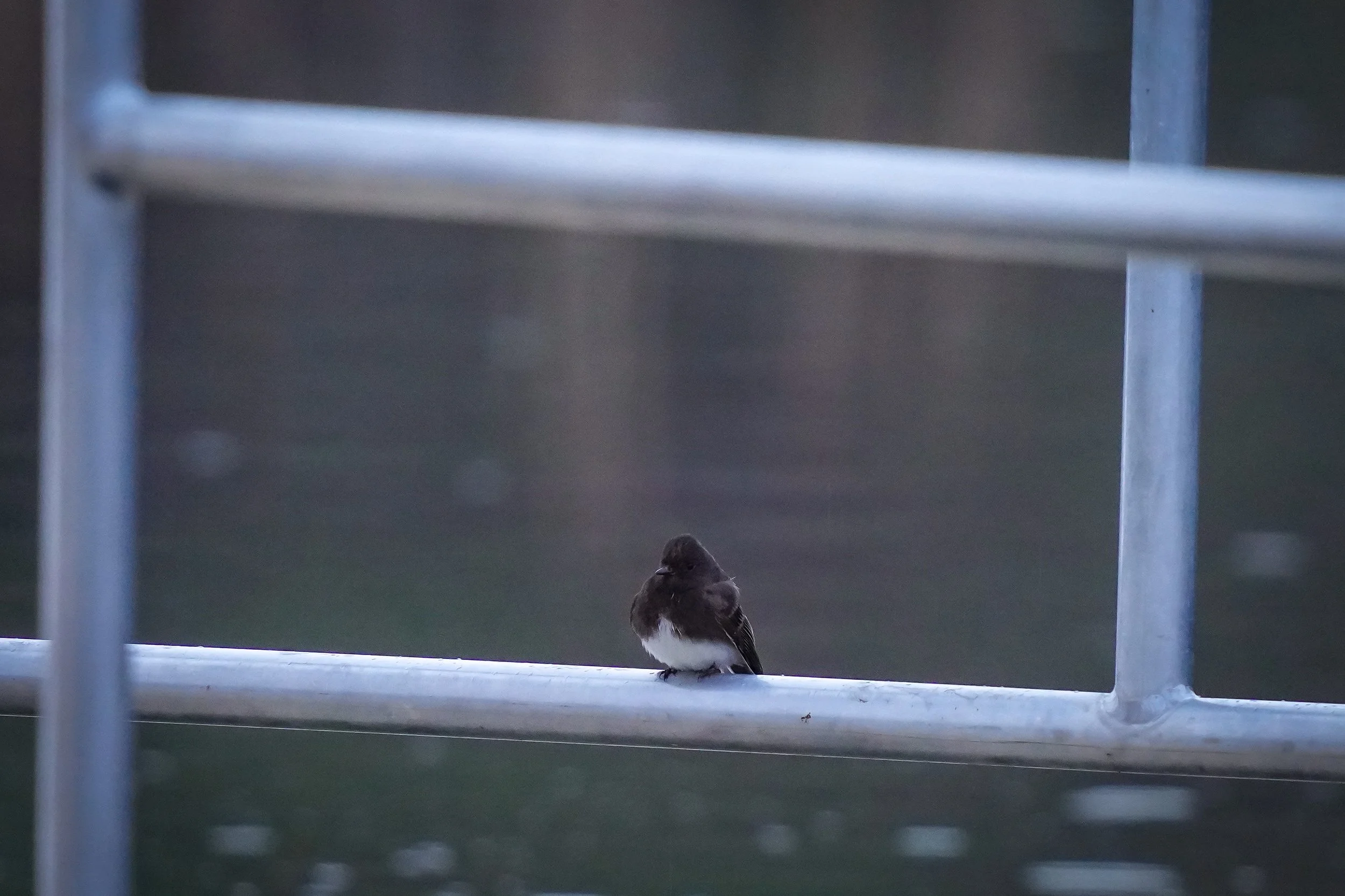 Black Phoebe (somewhat rare for CO!)