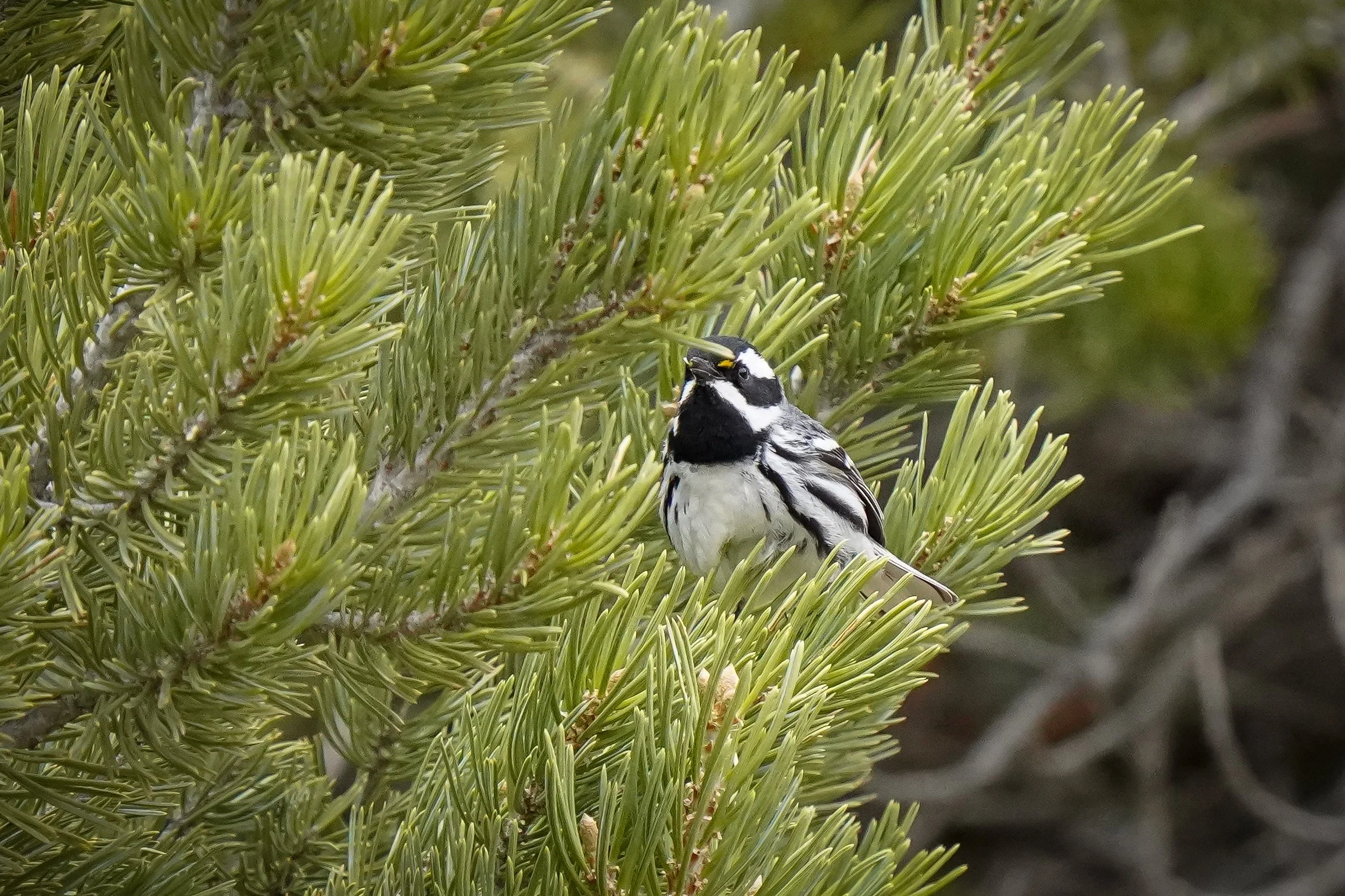 Black-throated Gray Warbler