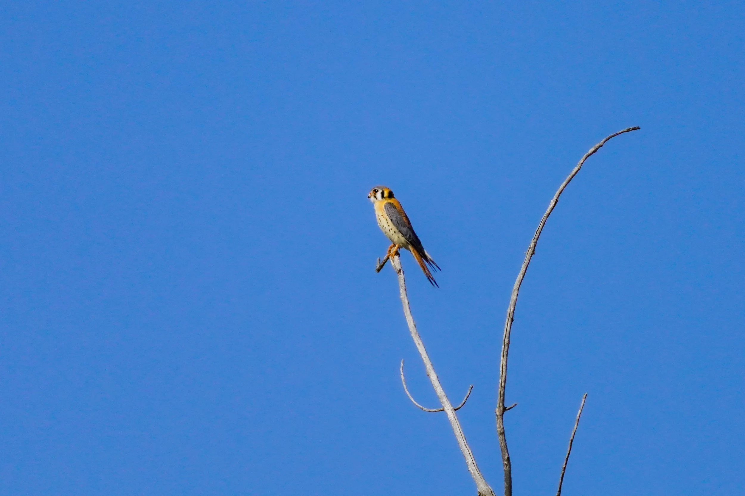 American Kestrel