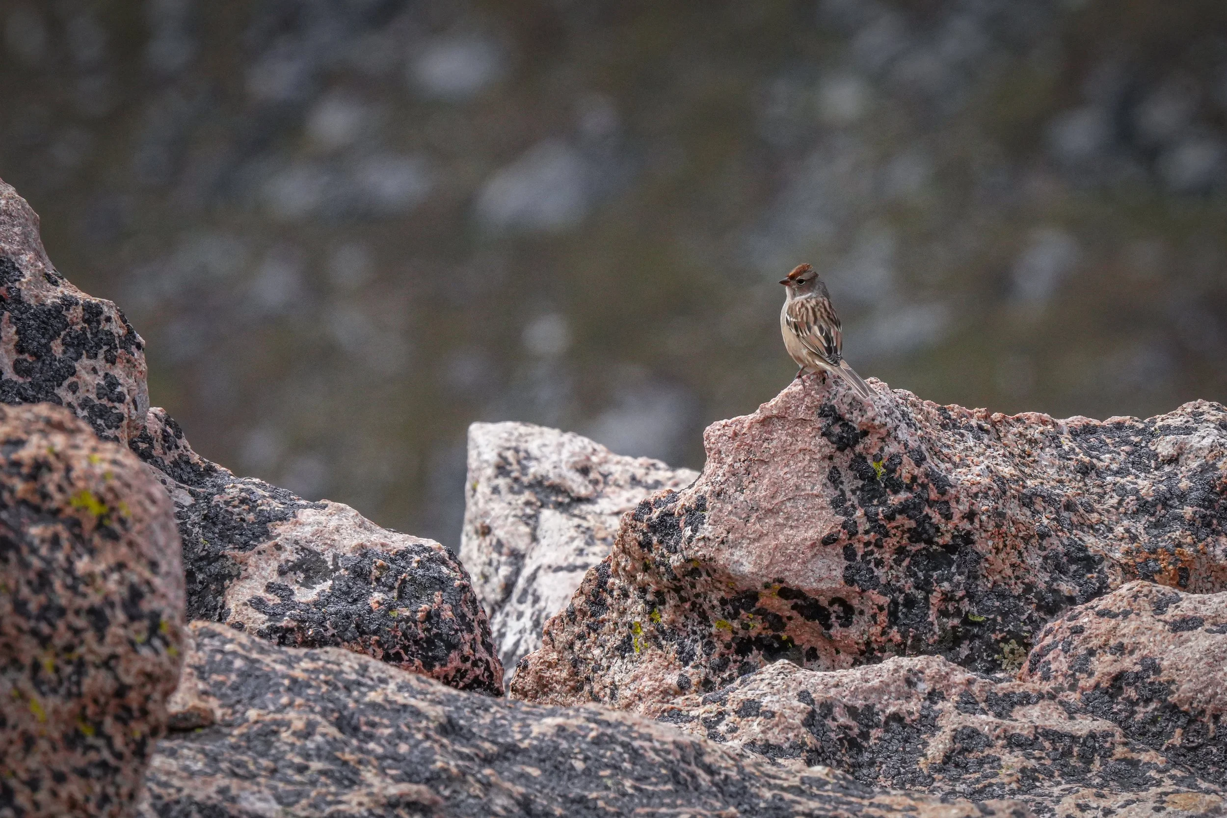 White-crowned Sparrow