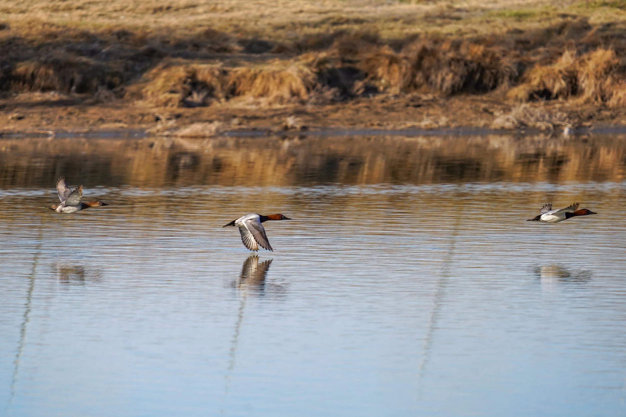 Canvasback ducks