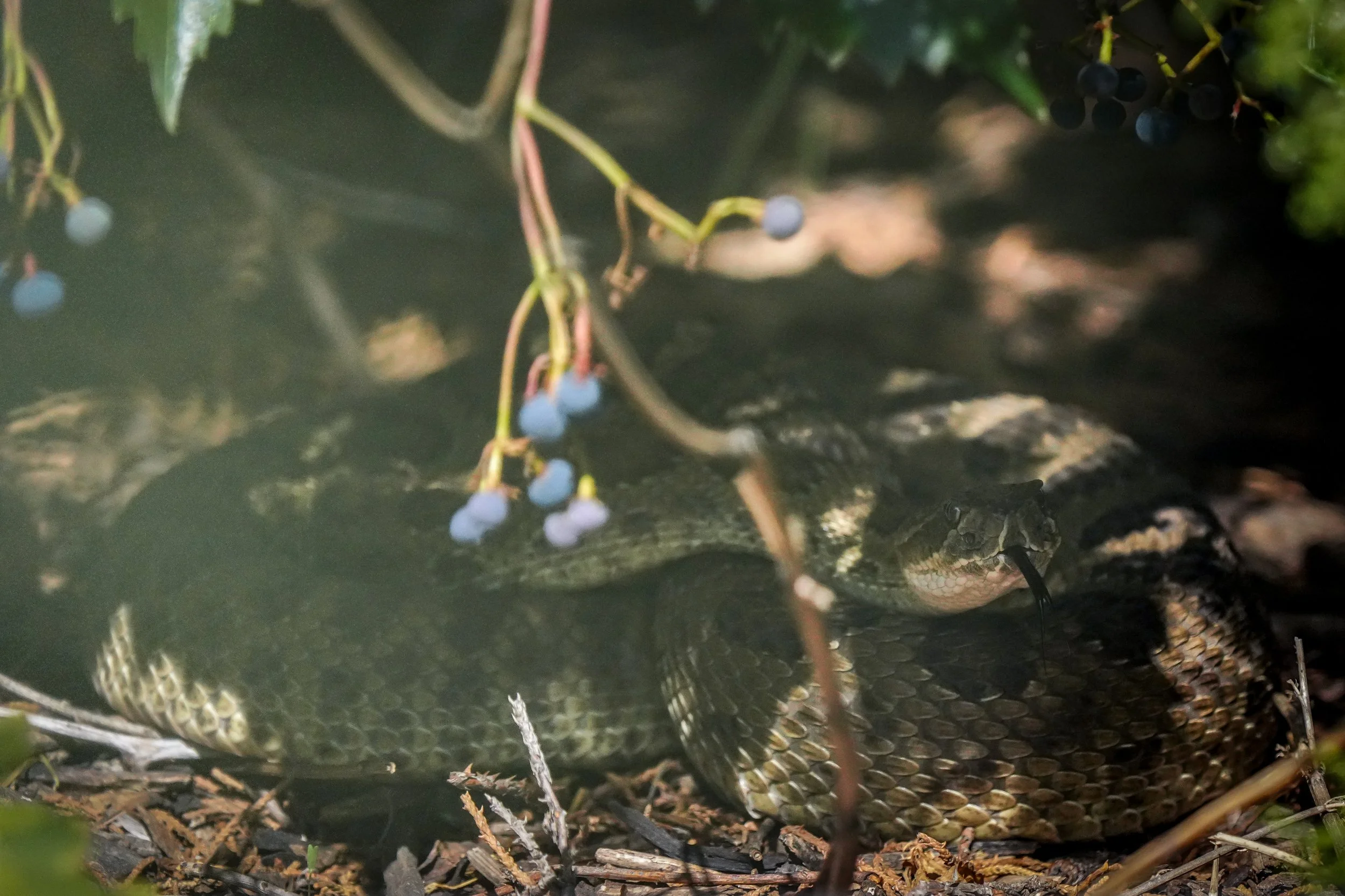 2024-08-24-kingery-nature-center-host-table-rattlesnake-laura-sheets-6.jpg