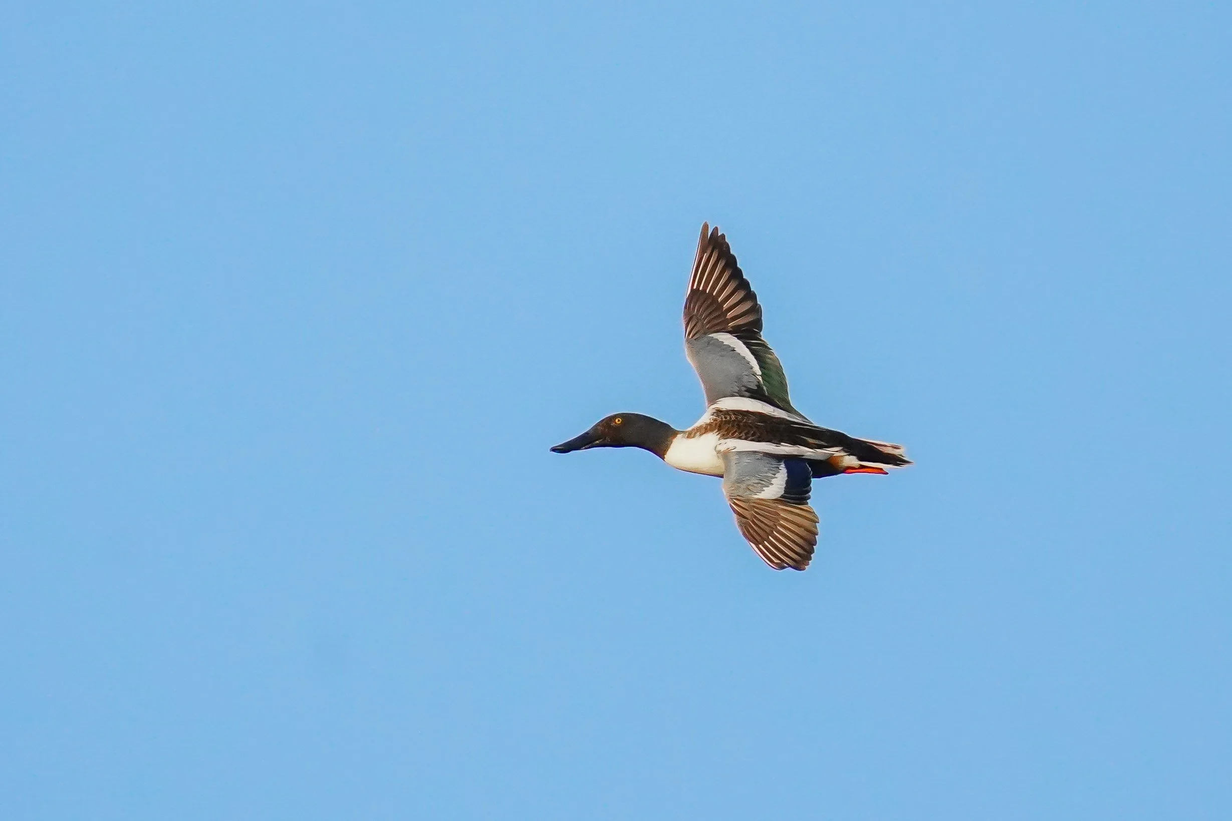 Northern Shoveler