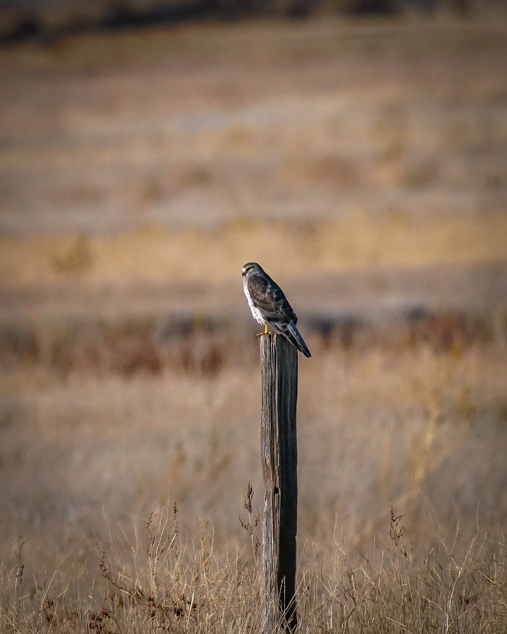 Northern Harrier at Camas Wildlife Regufe