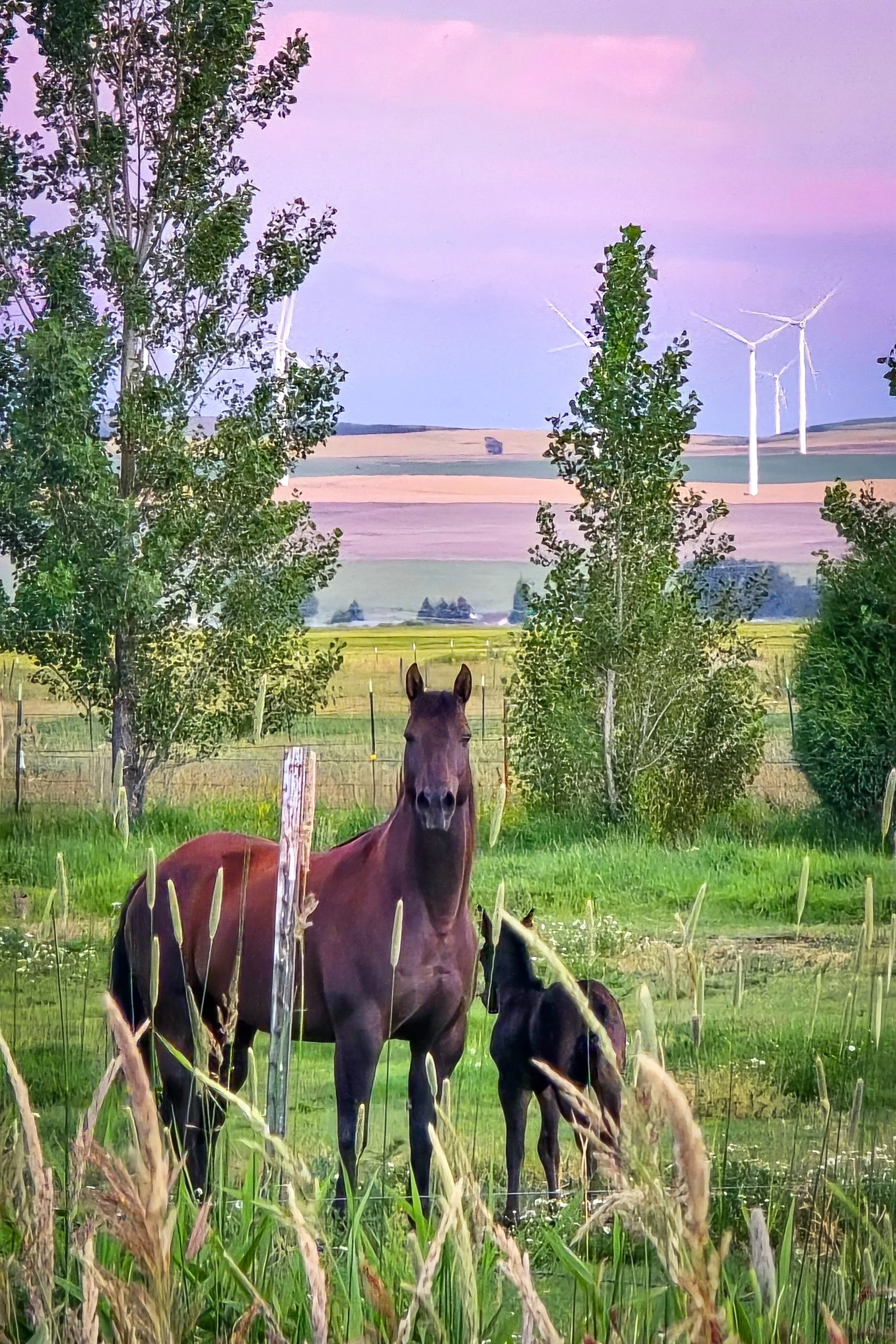 Our neighbors have some gorgeous horses!