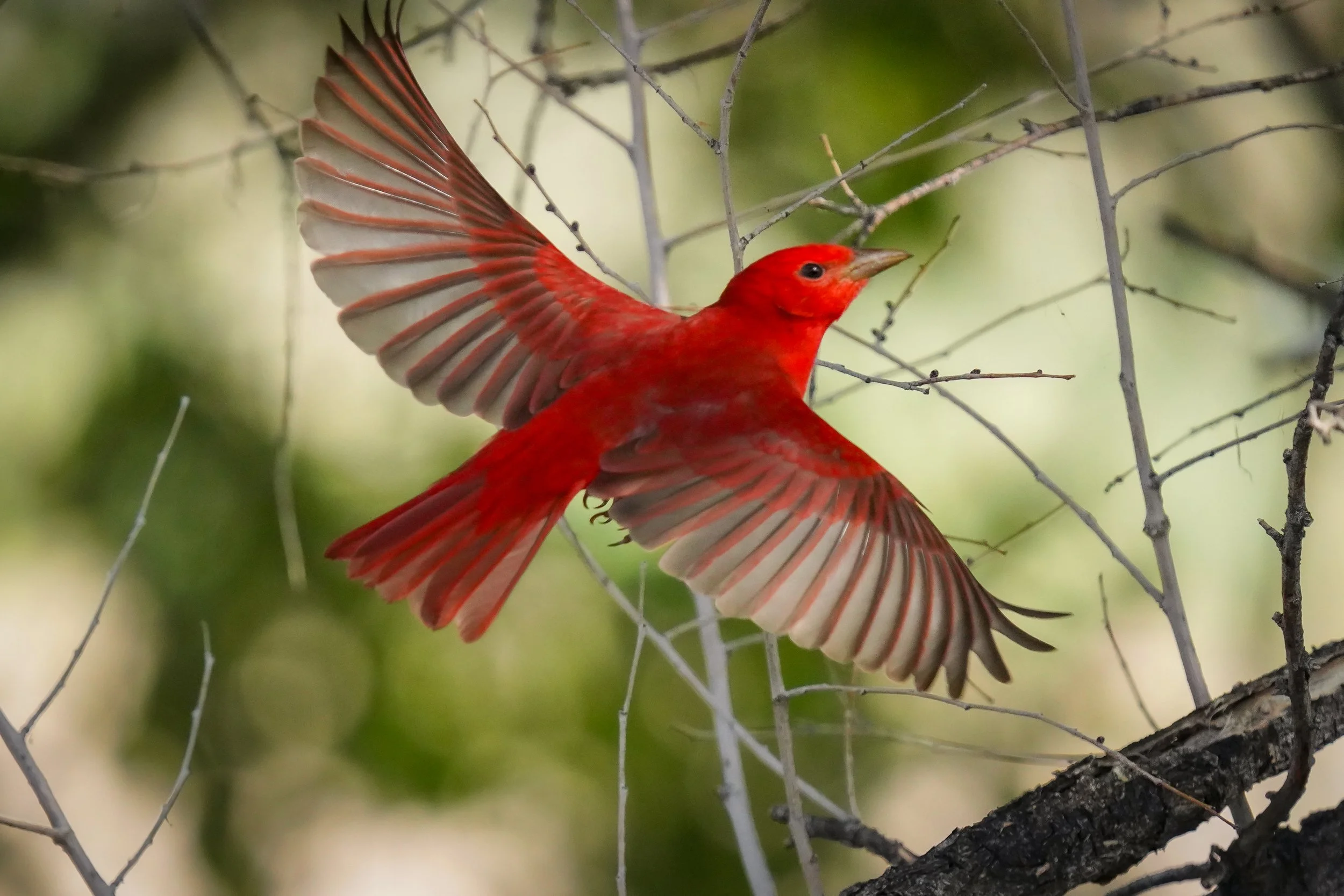 Summer Tanager