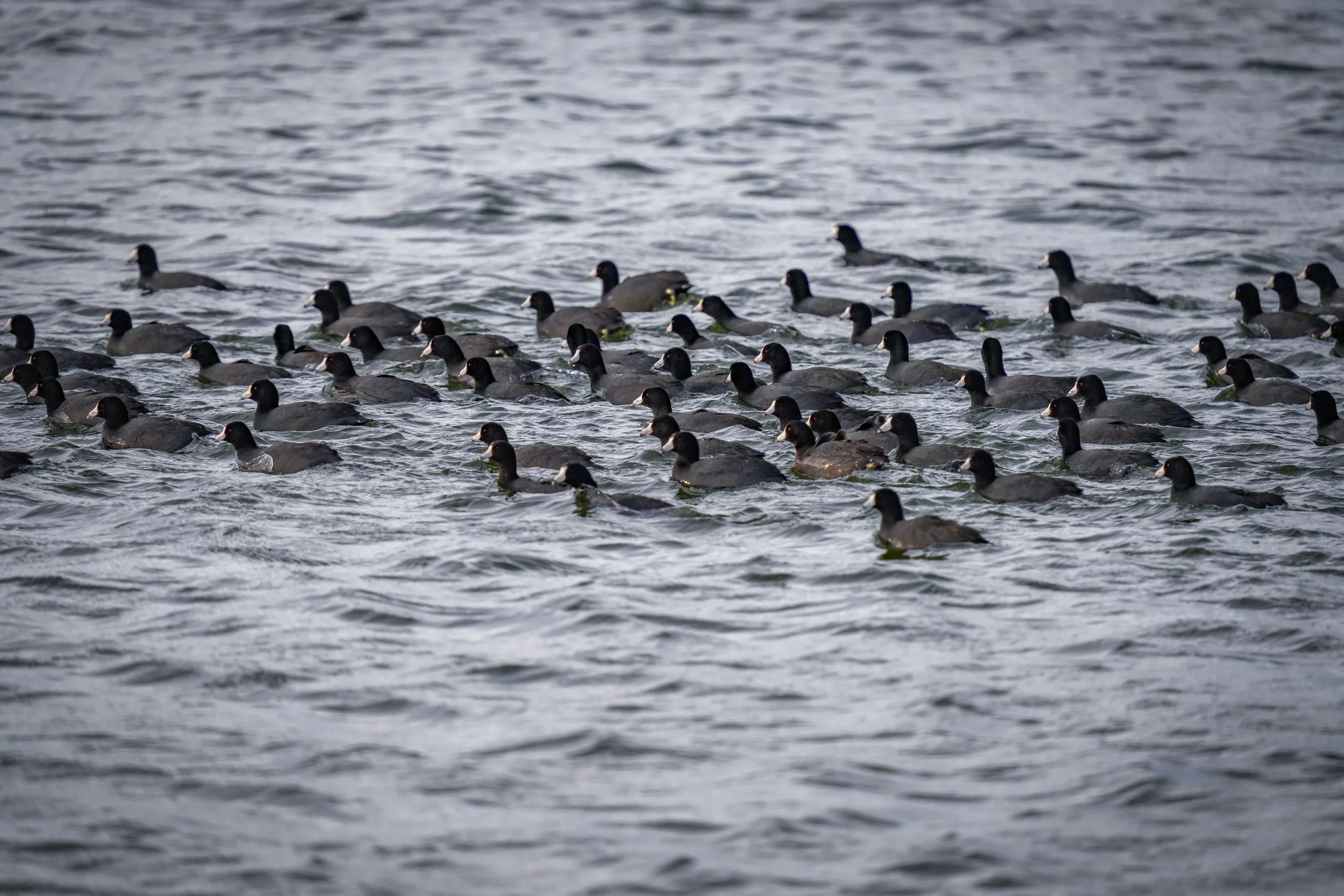 Huge group of American Coots