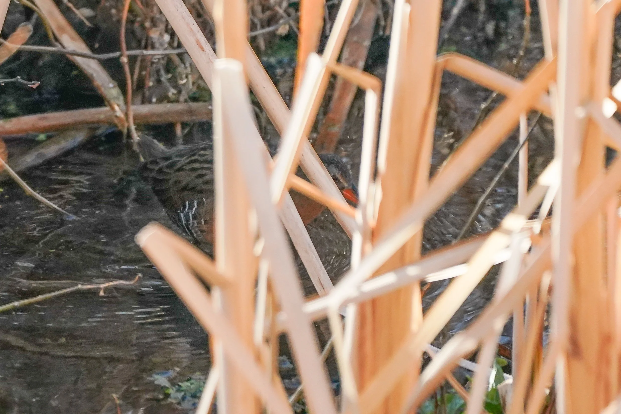 Virginia Rail