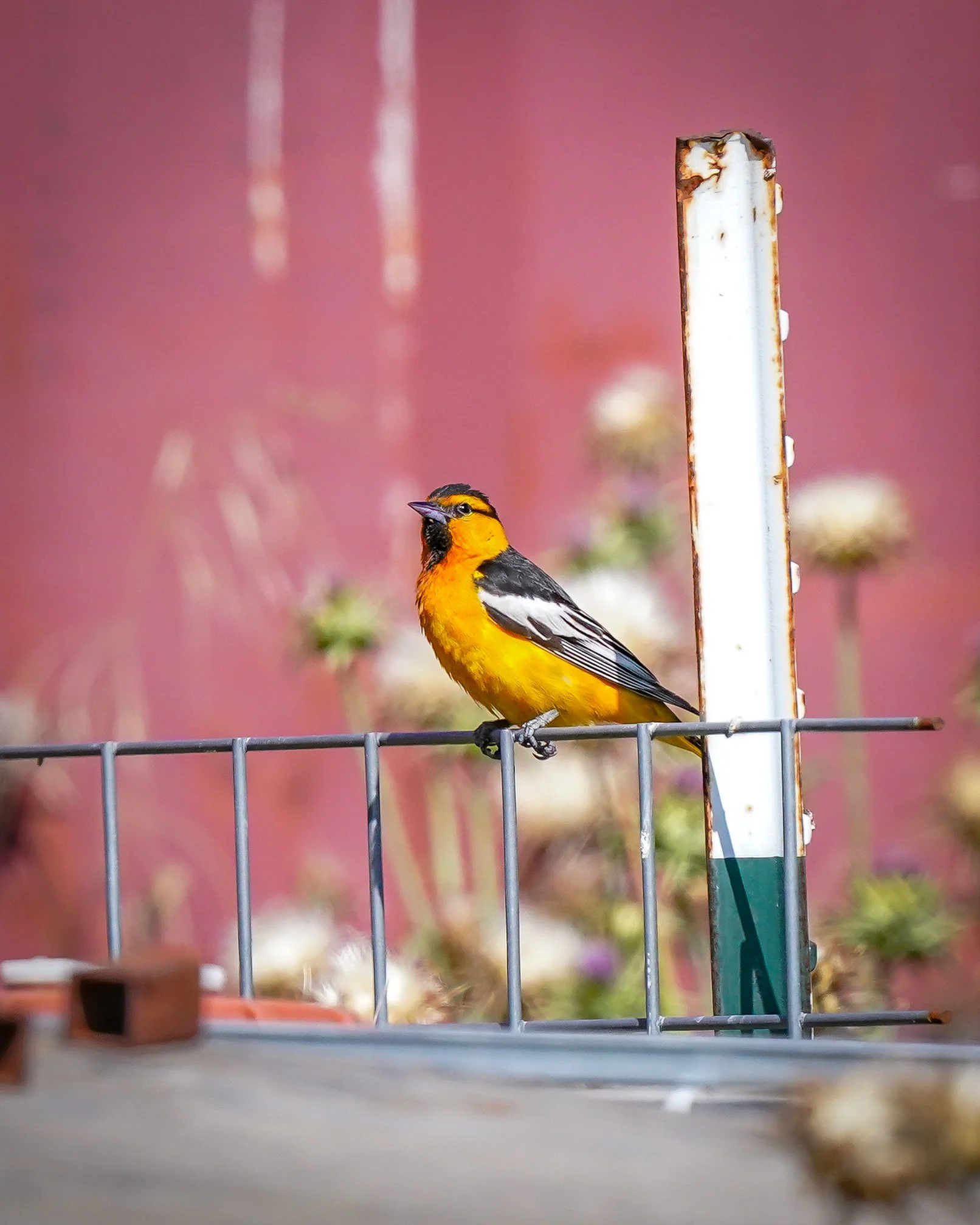 A quick trip to California - and a Bullock's Oriole greeted us!