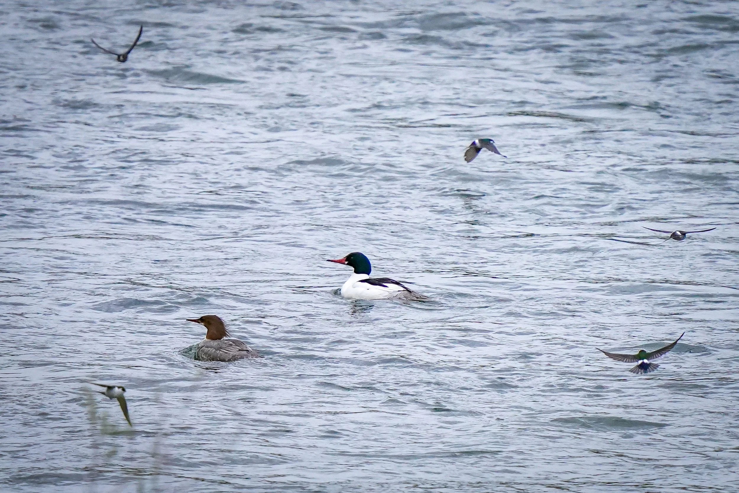 Common Merganser pair with Violet-green Swallows