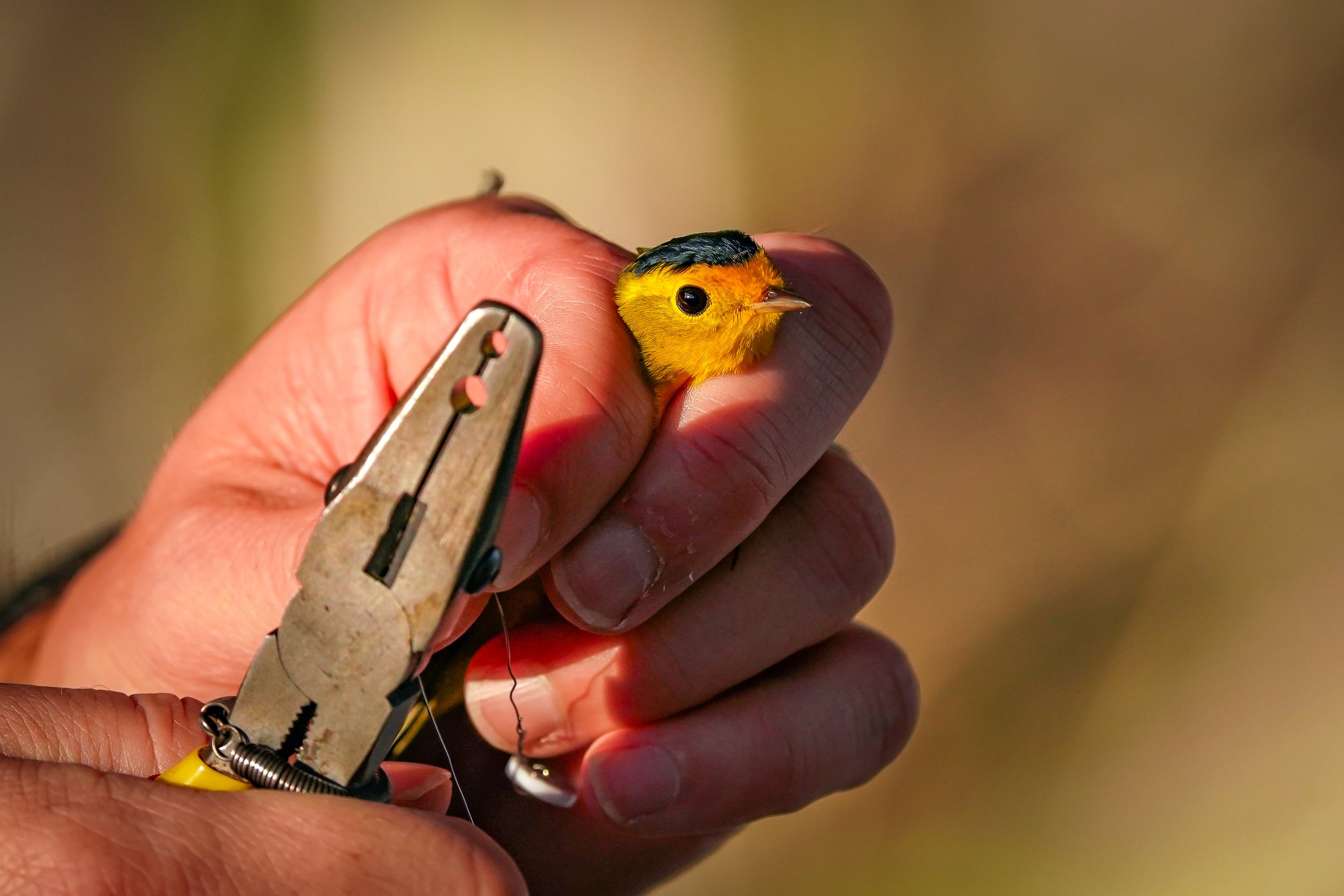 Banding a male Wilson's Warbler