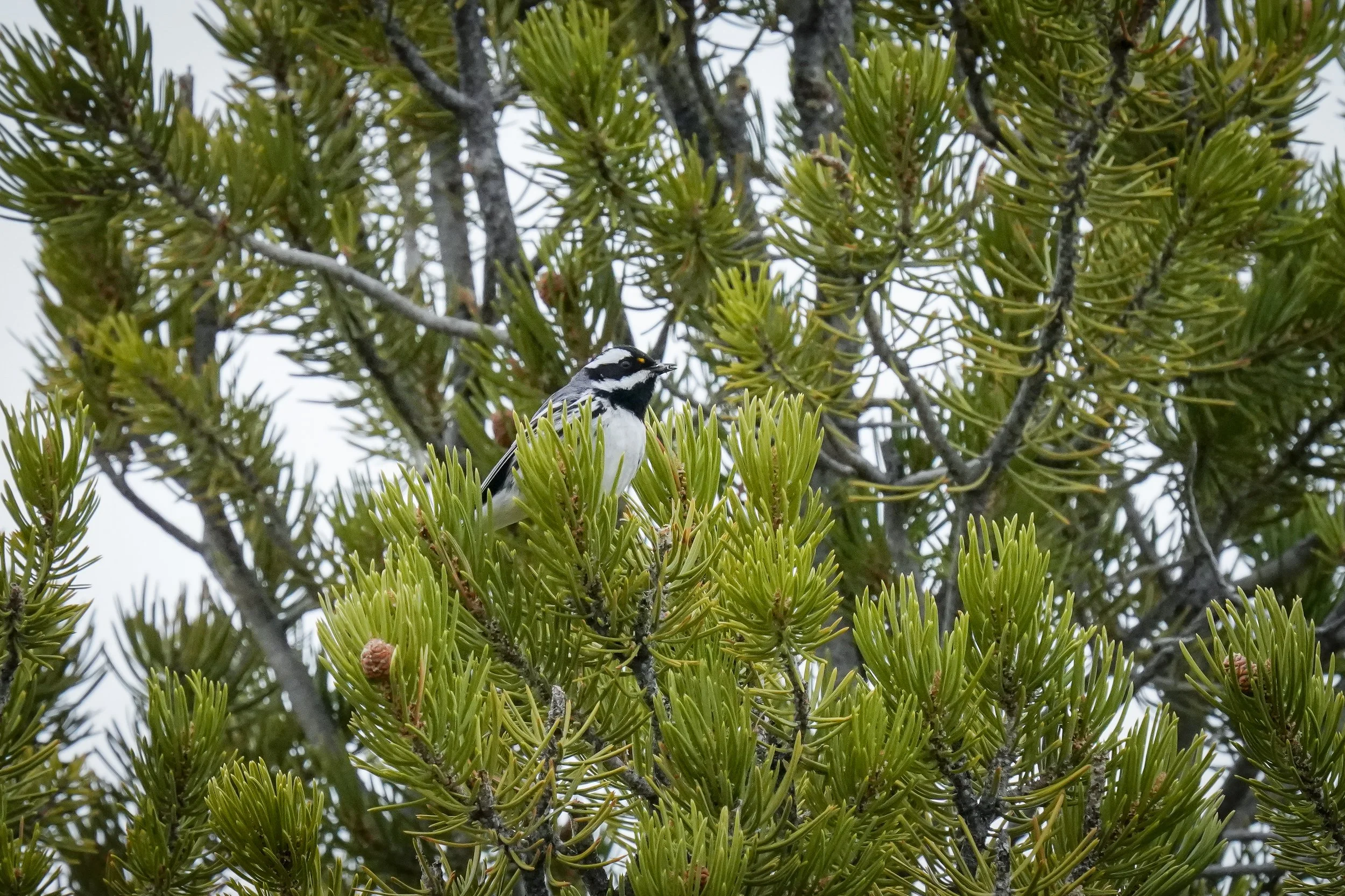 Black-throated Gray Warbler