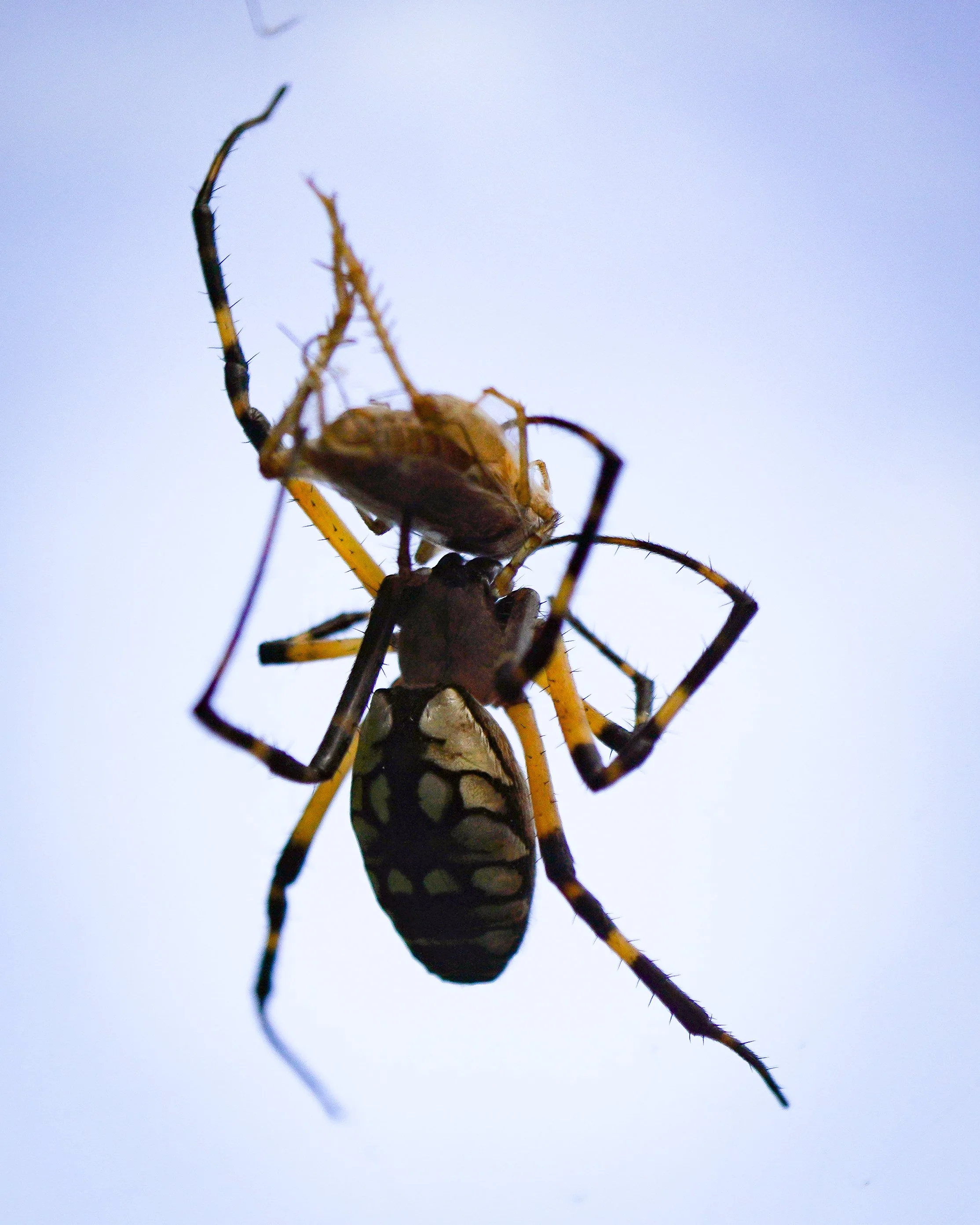See these creepy crawlies up close and personal through Halloween!