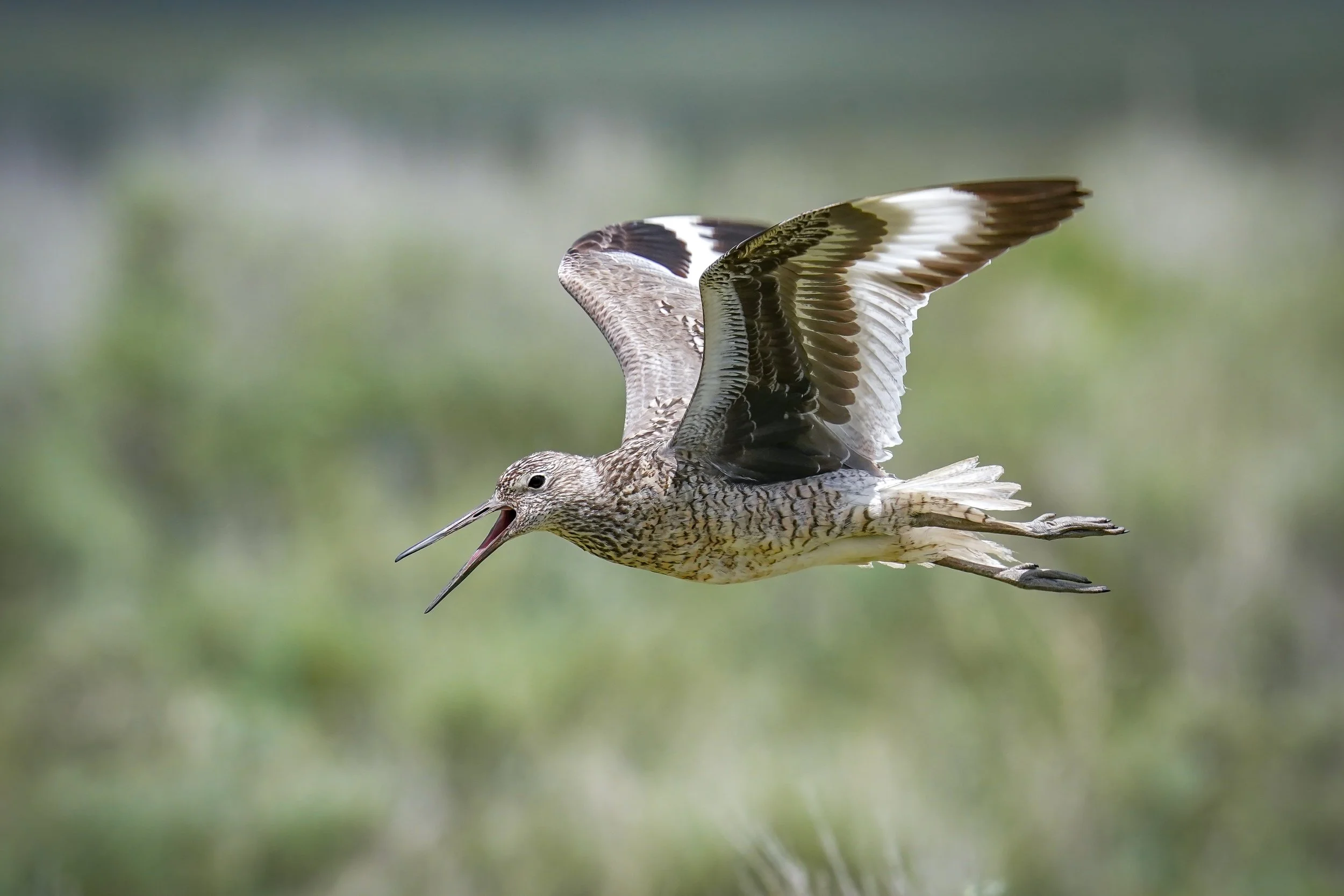 A talkative Willet