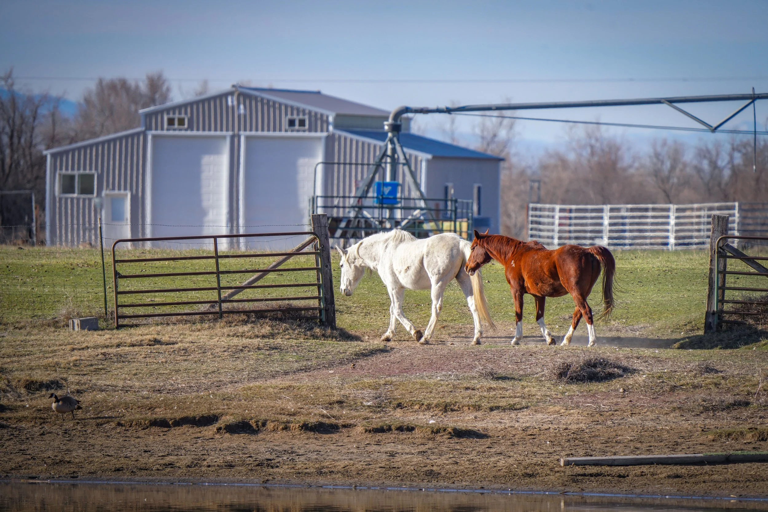 Lots of pretty horses 
