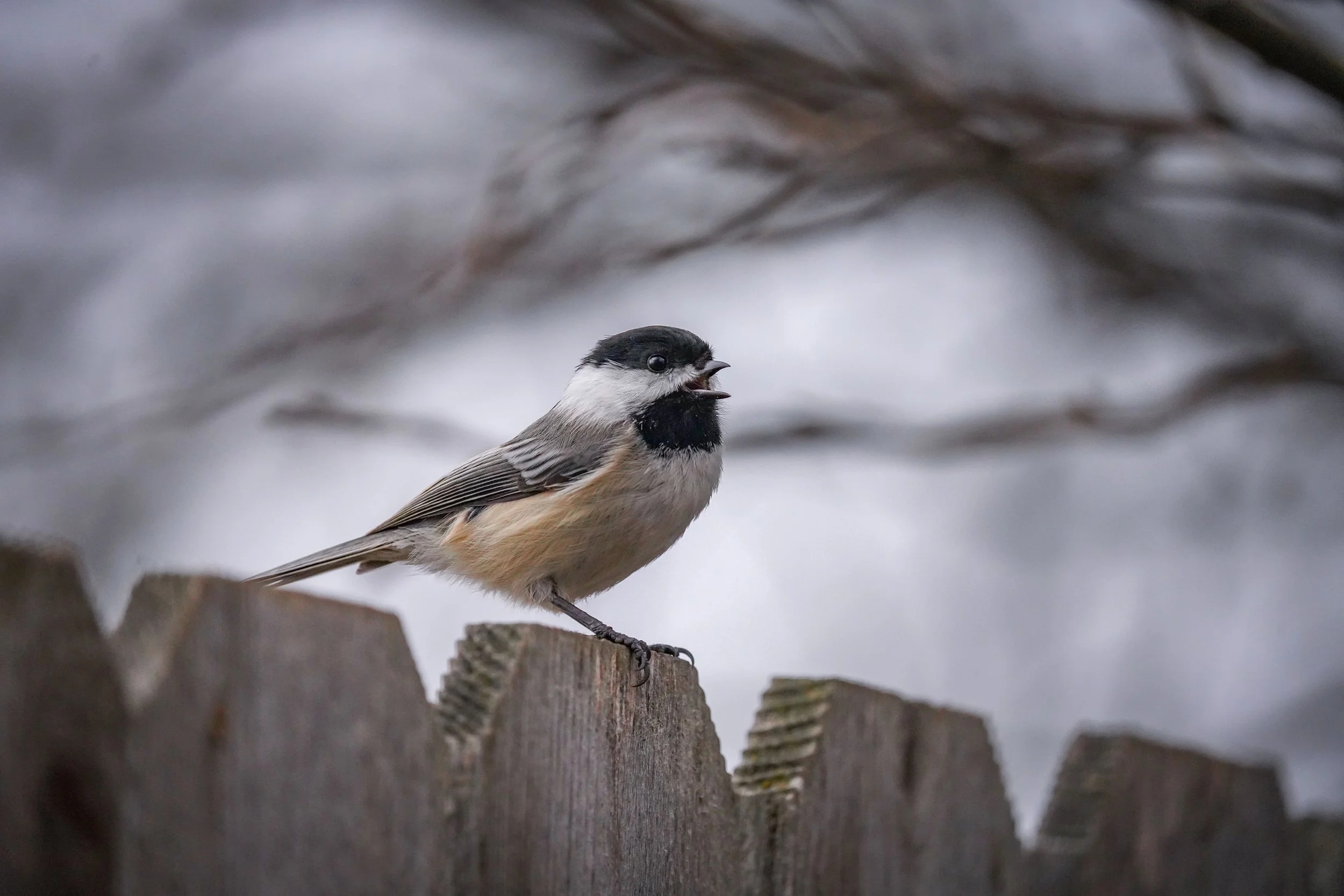 Black-capped Chickadee welcoming March in my backyard