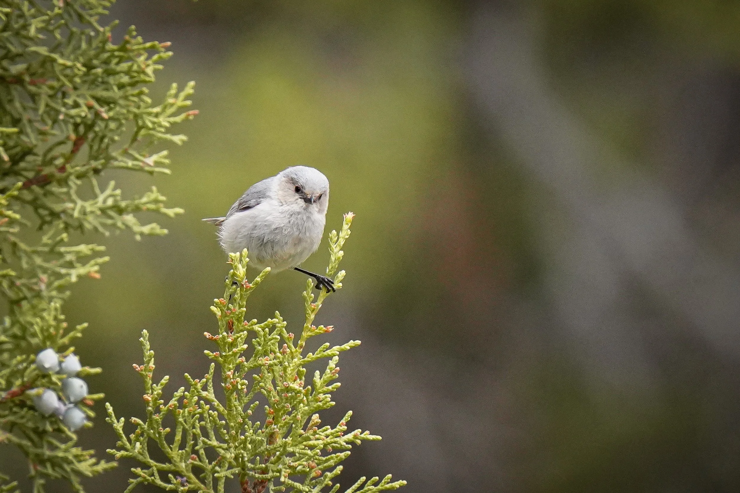 Bushtit (male)