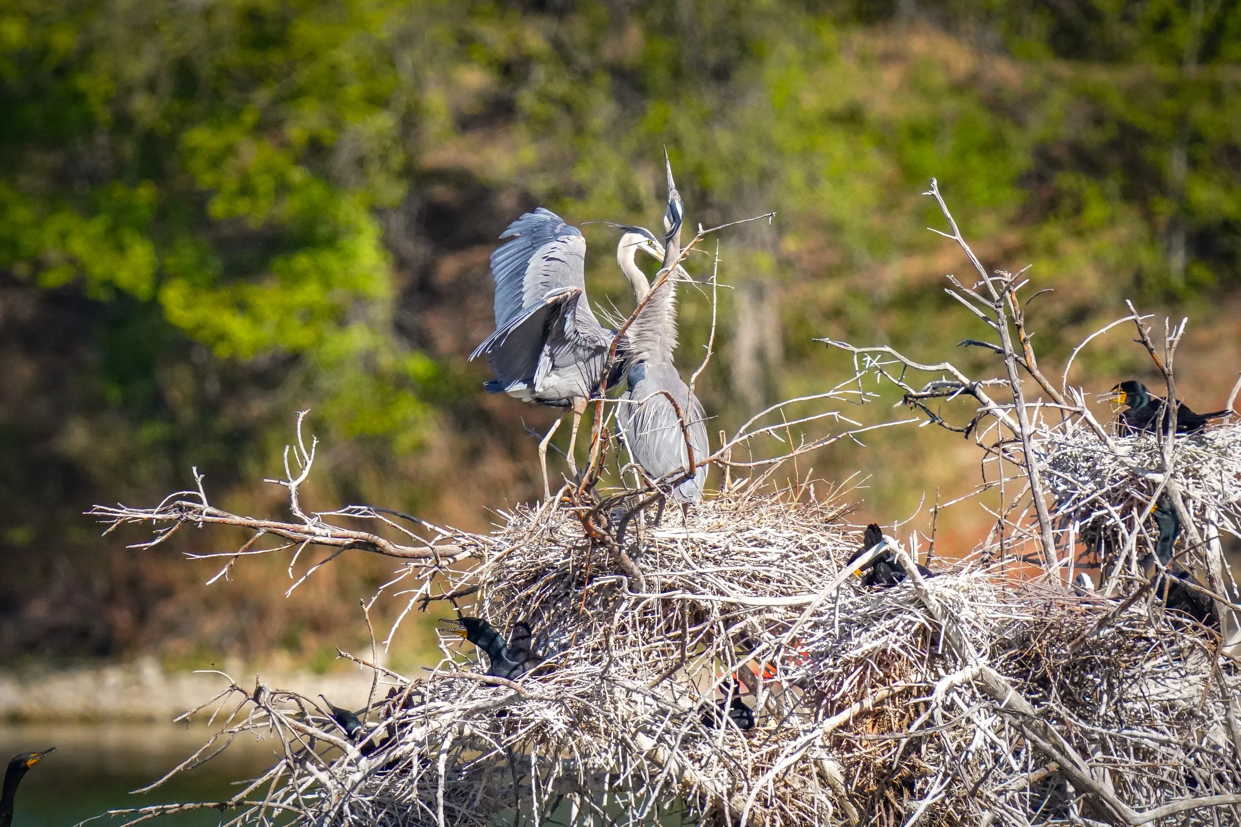Great Blue Herons on nest