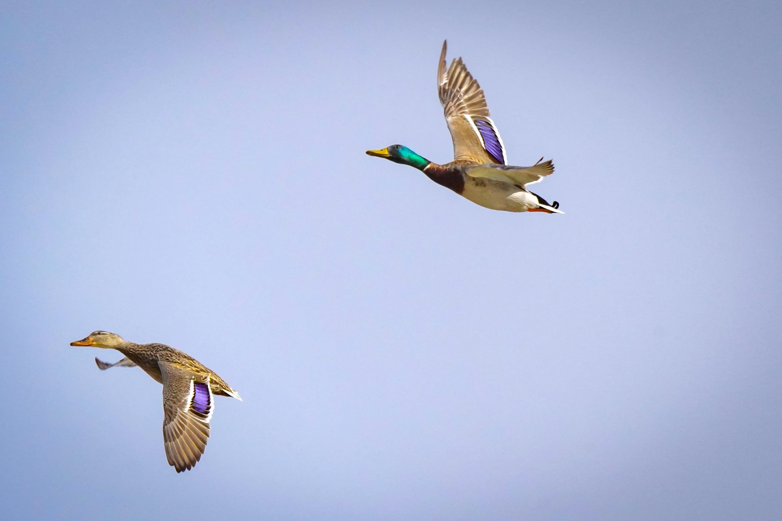 Mallard flyover