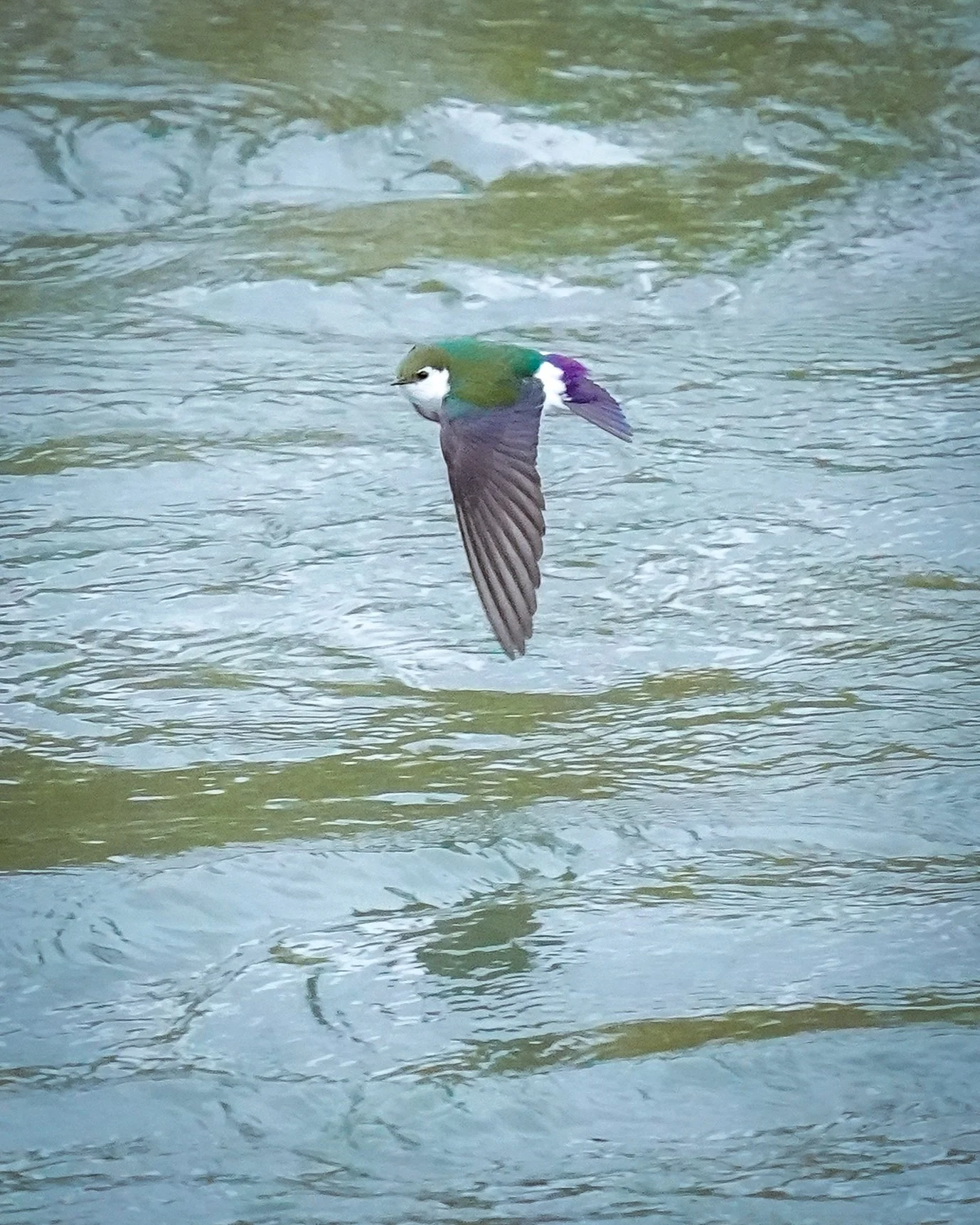 Love seeing these colorful and acrobatic birds!