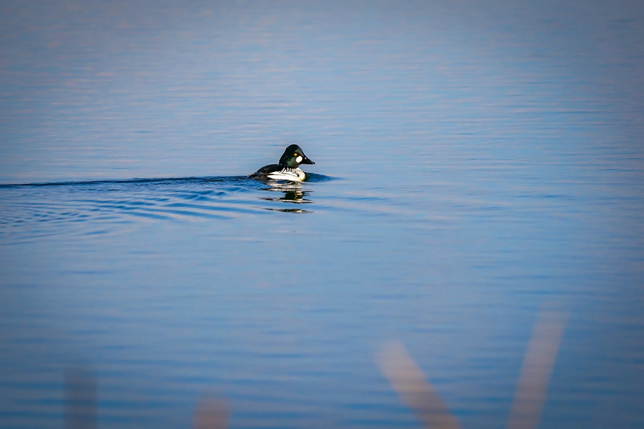 Common Goldeneye