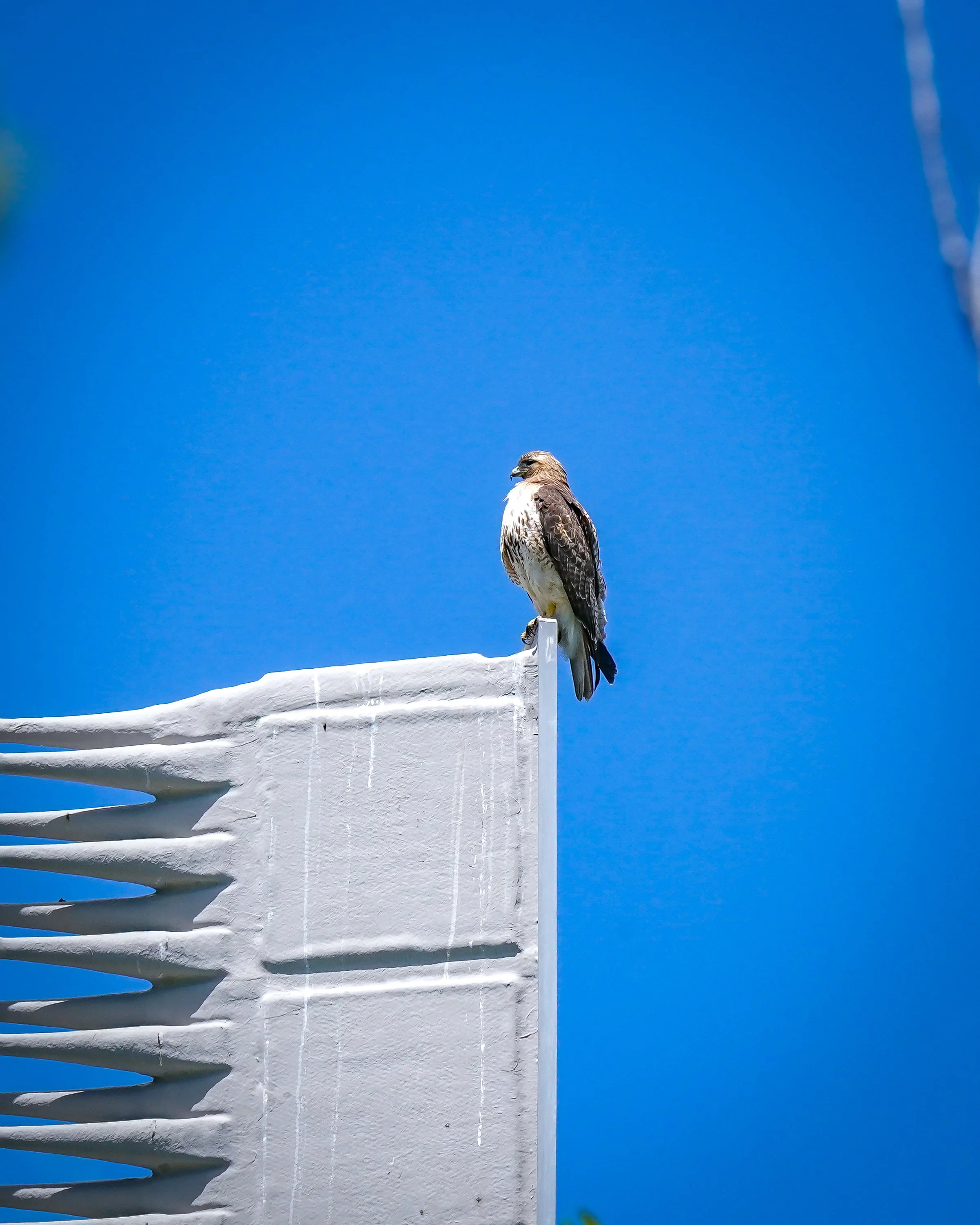 Red-tailed Hawk