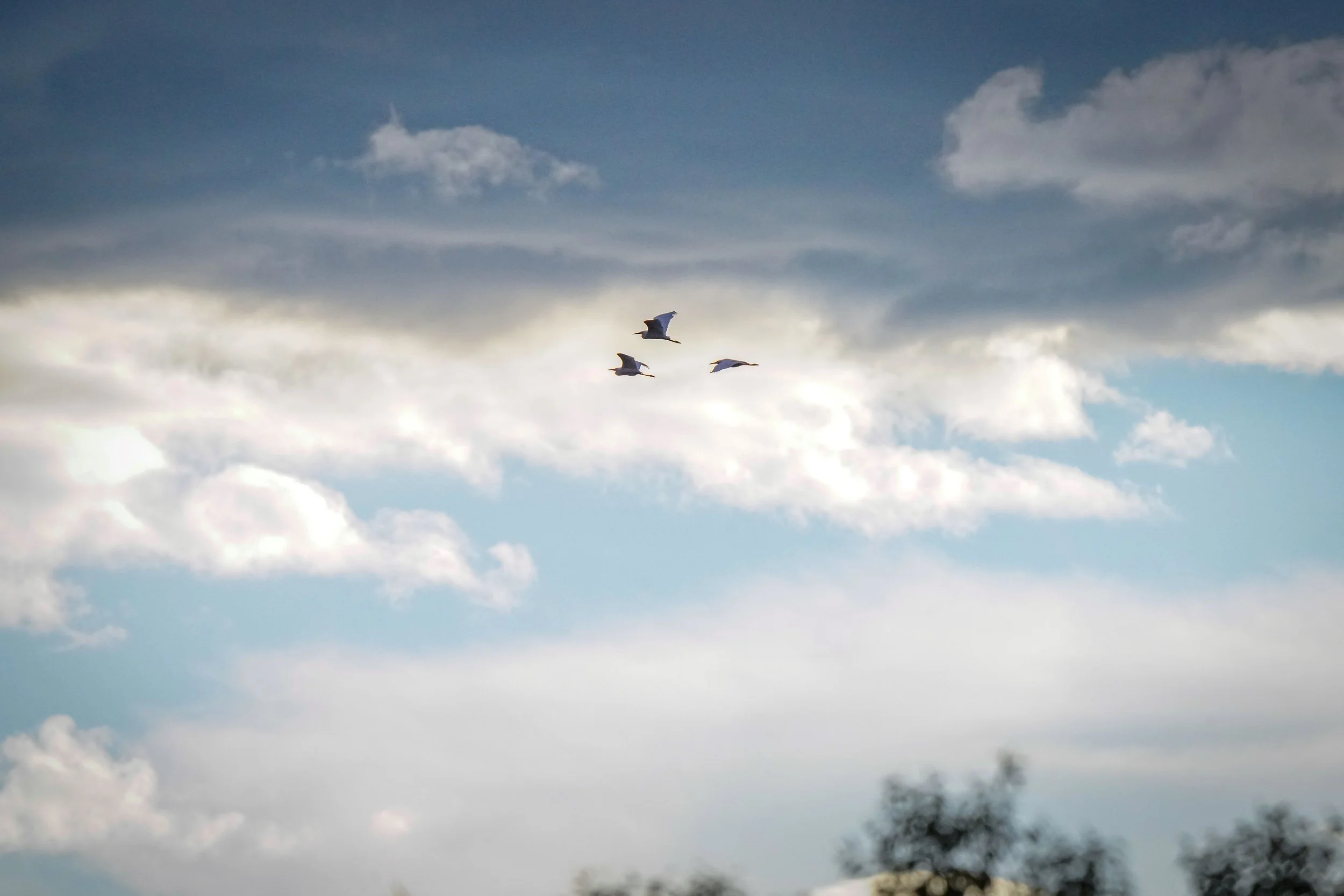Snowy Egrets flying over