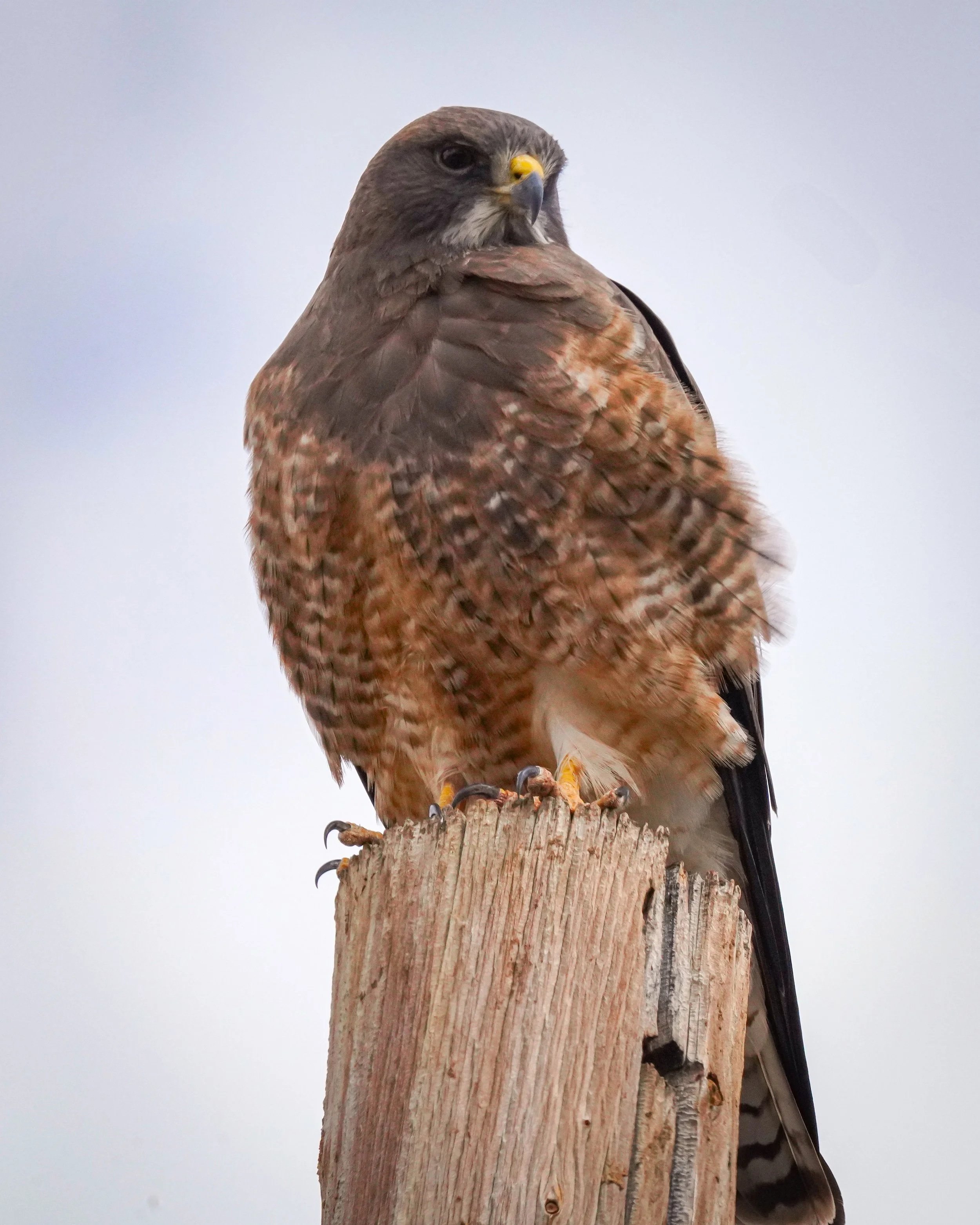Swainson's Hawk