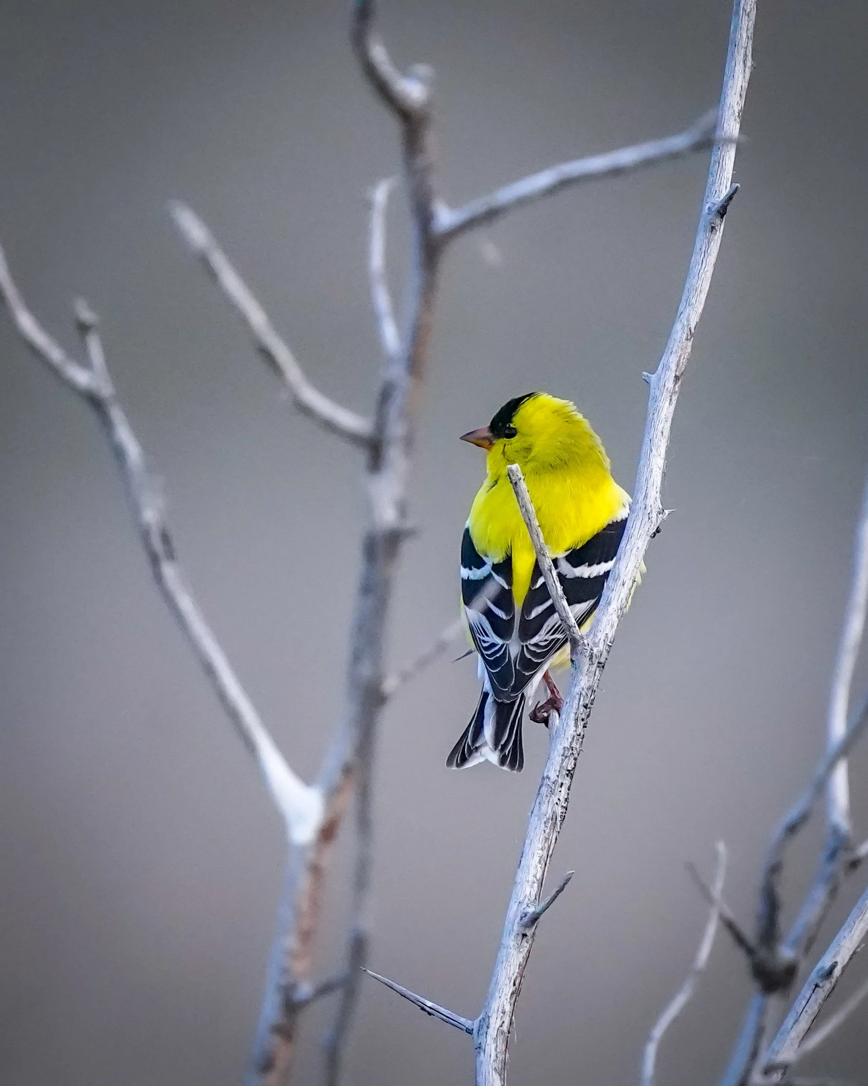 American Goldfinch