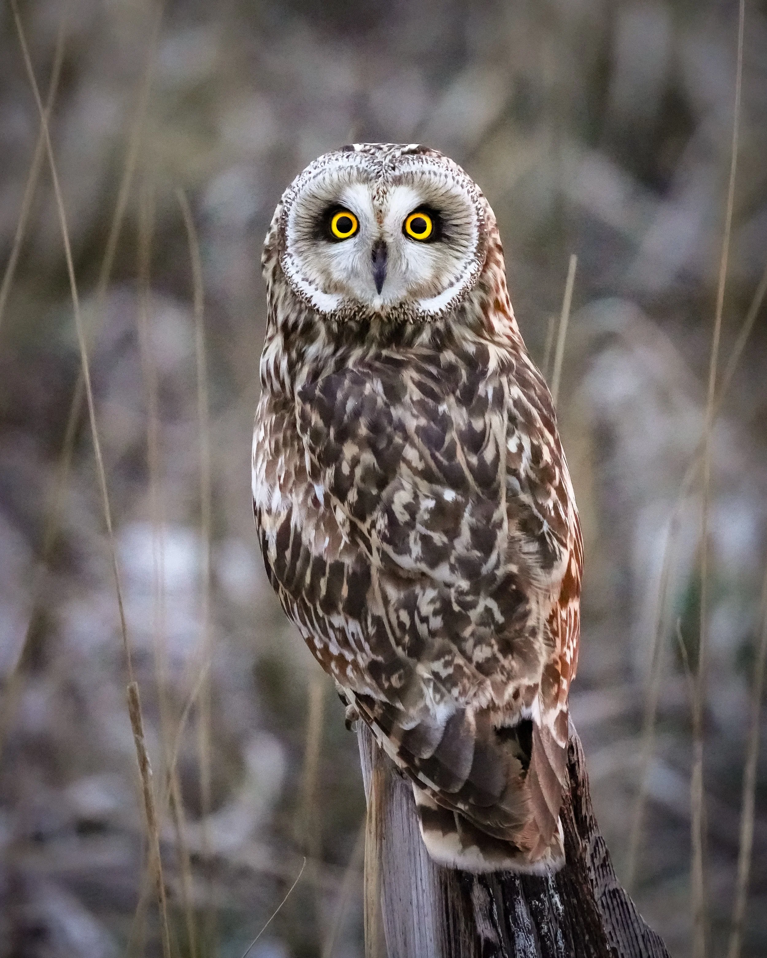 SHORT-EARED OWL LIFER!!!