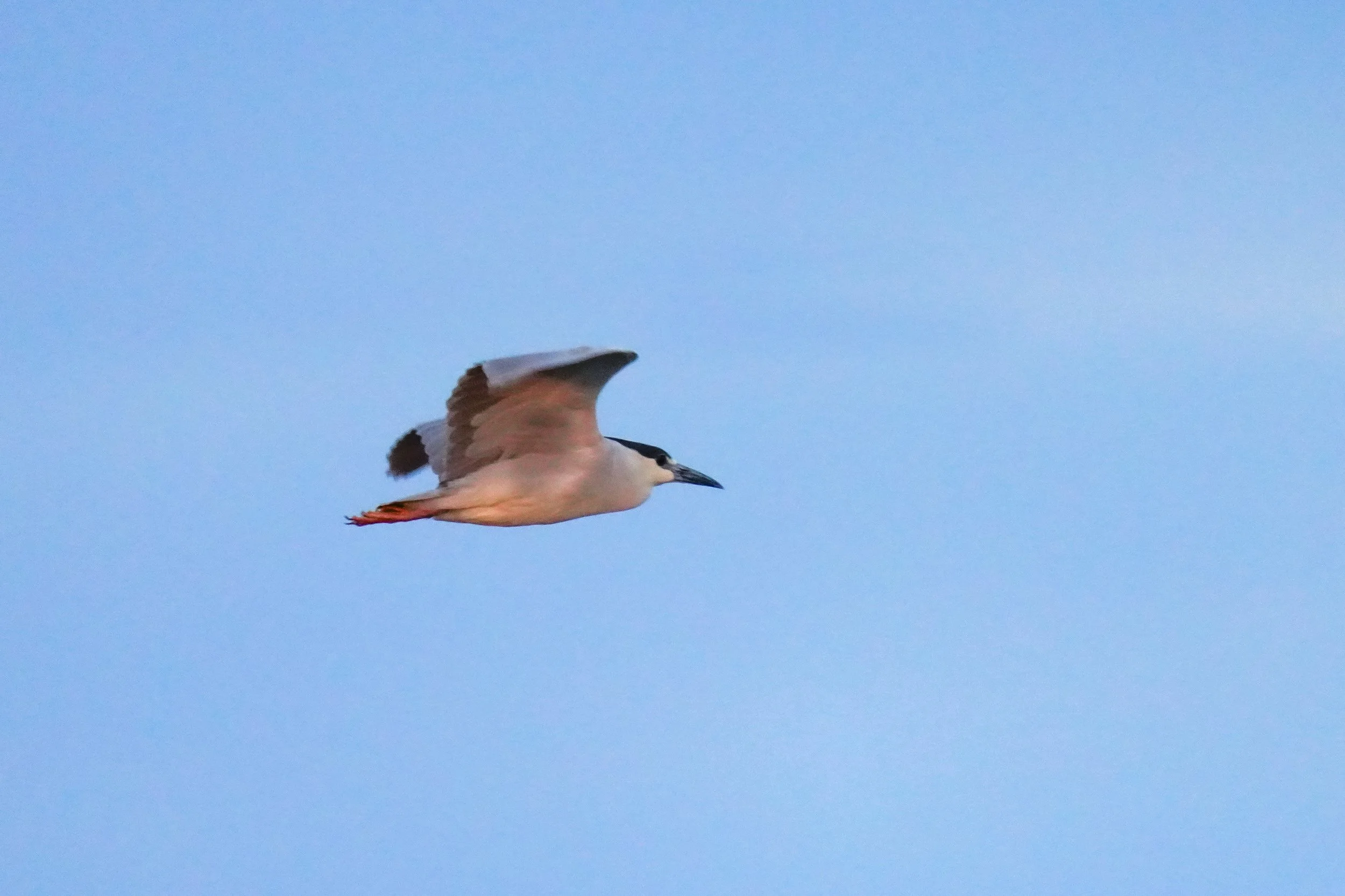 Black-crowned Night Heron