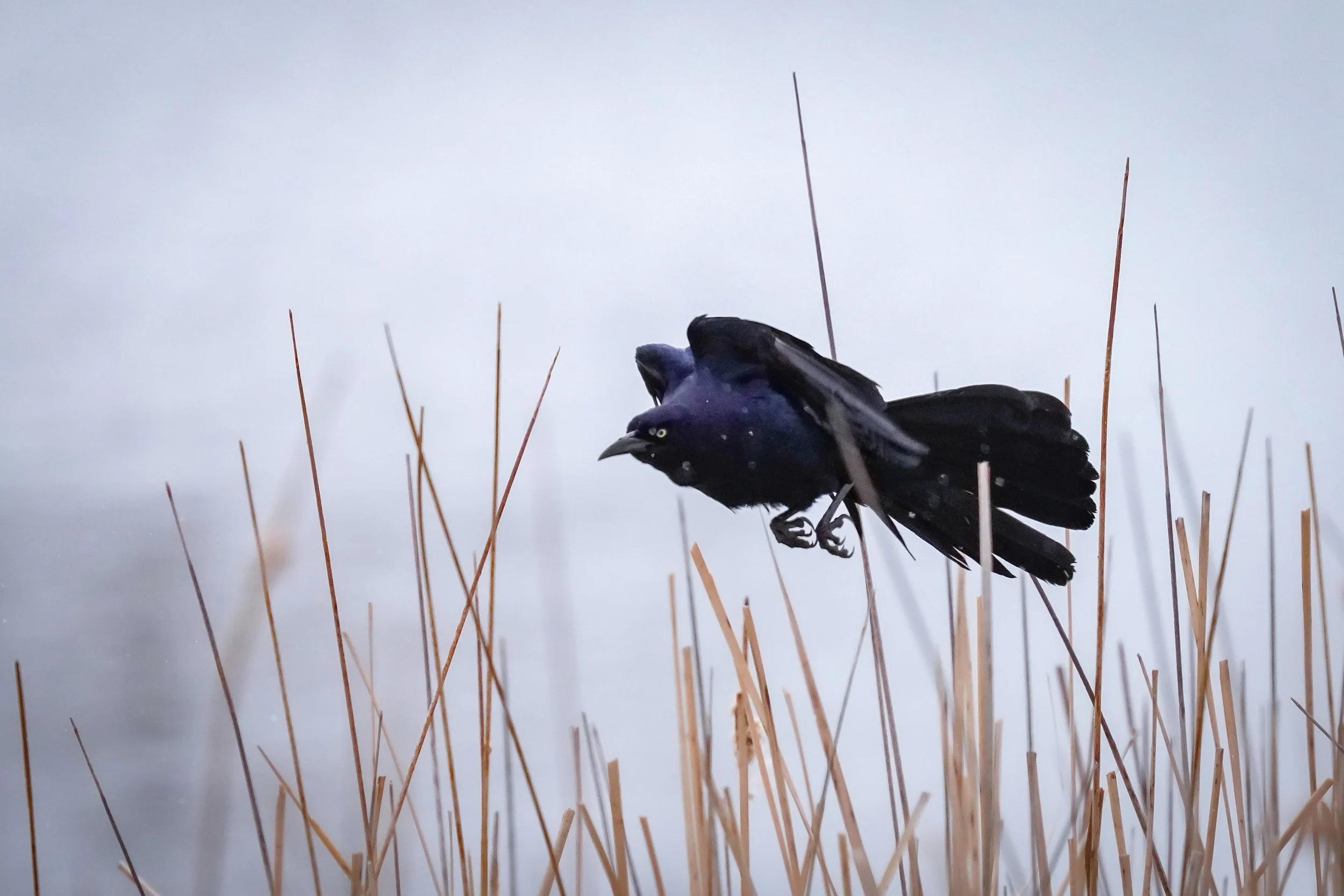Great-tailed Grackle in flight