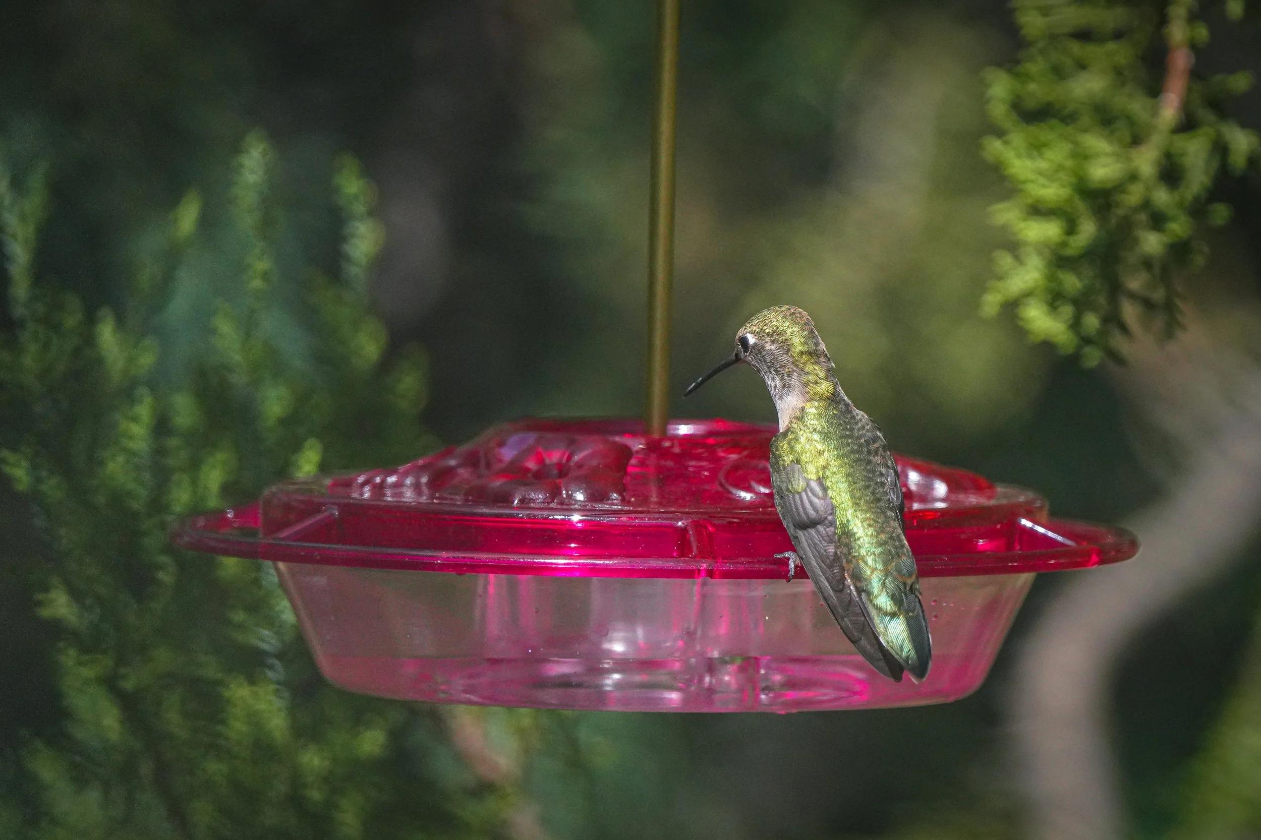 Broad-tailed Hummingbird