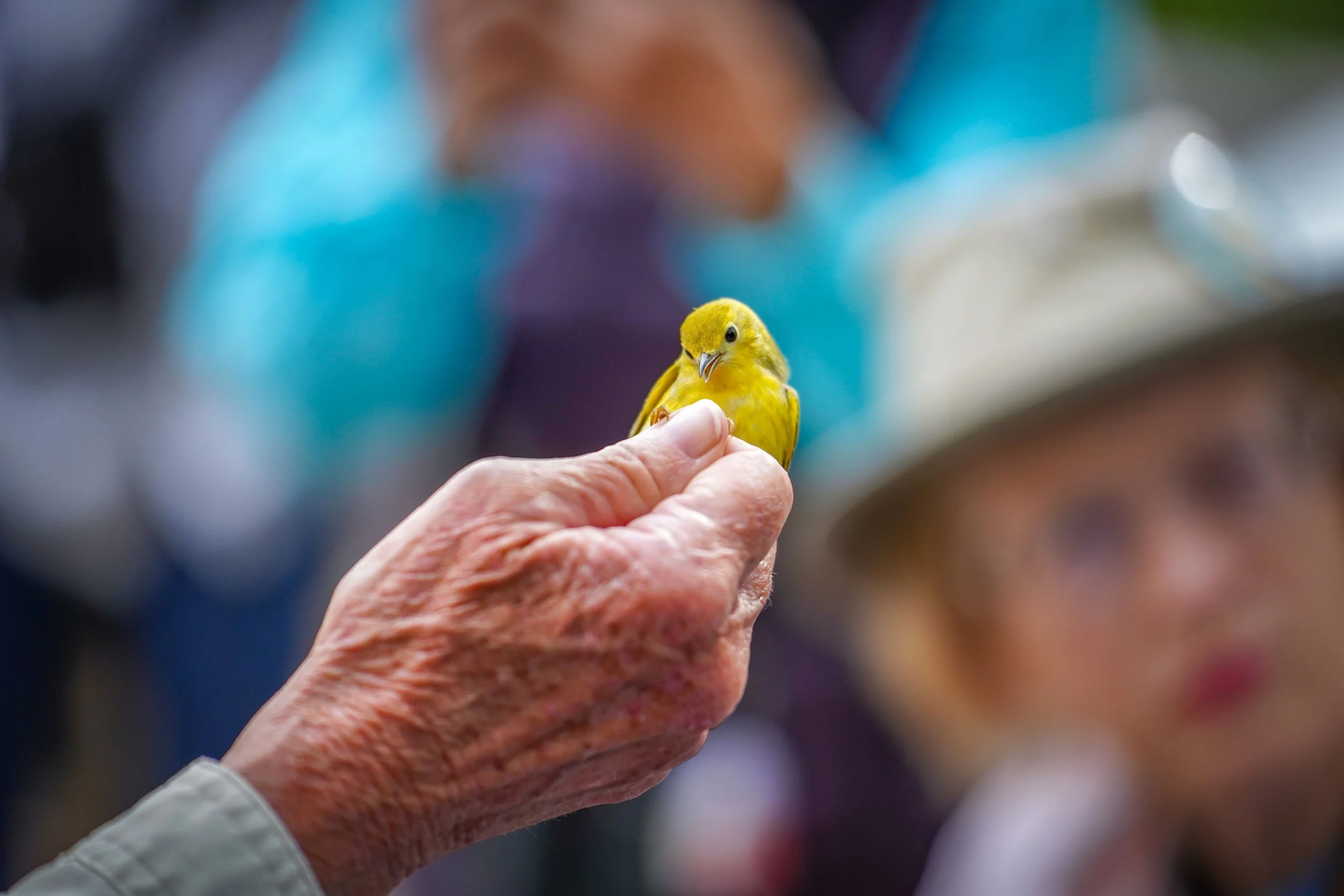 Yellow Warbler