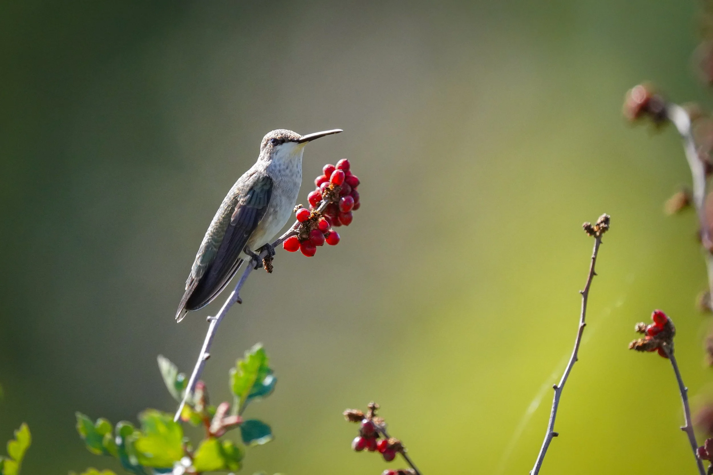 2024-09-07-kingery-nature-center-host-table-hummingbird-laura-sheets-2.jpg