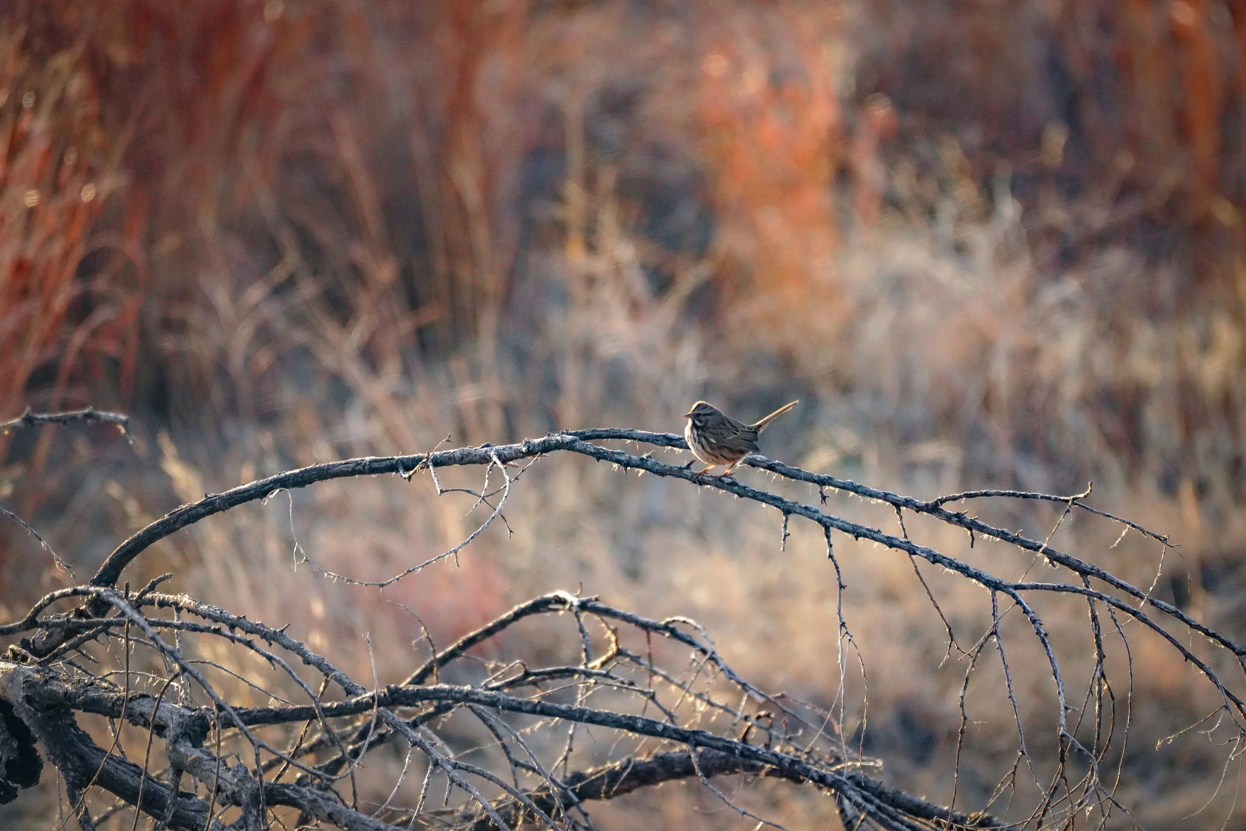 Song Sparrow