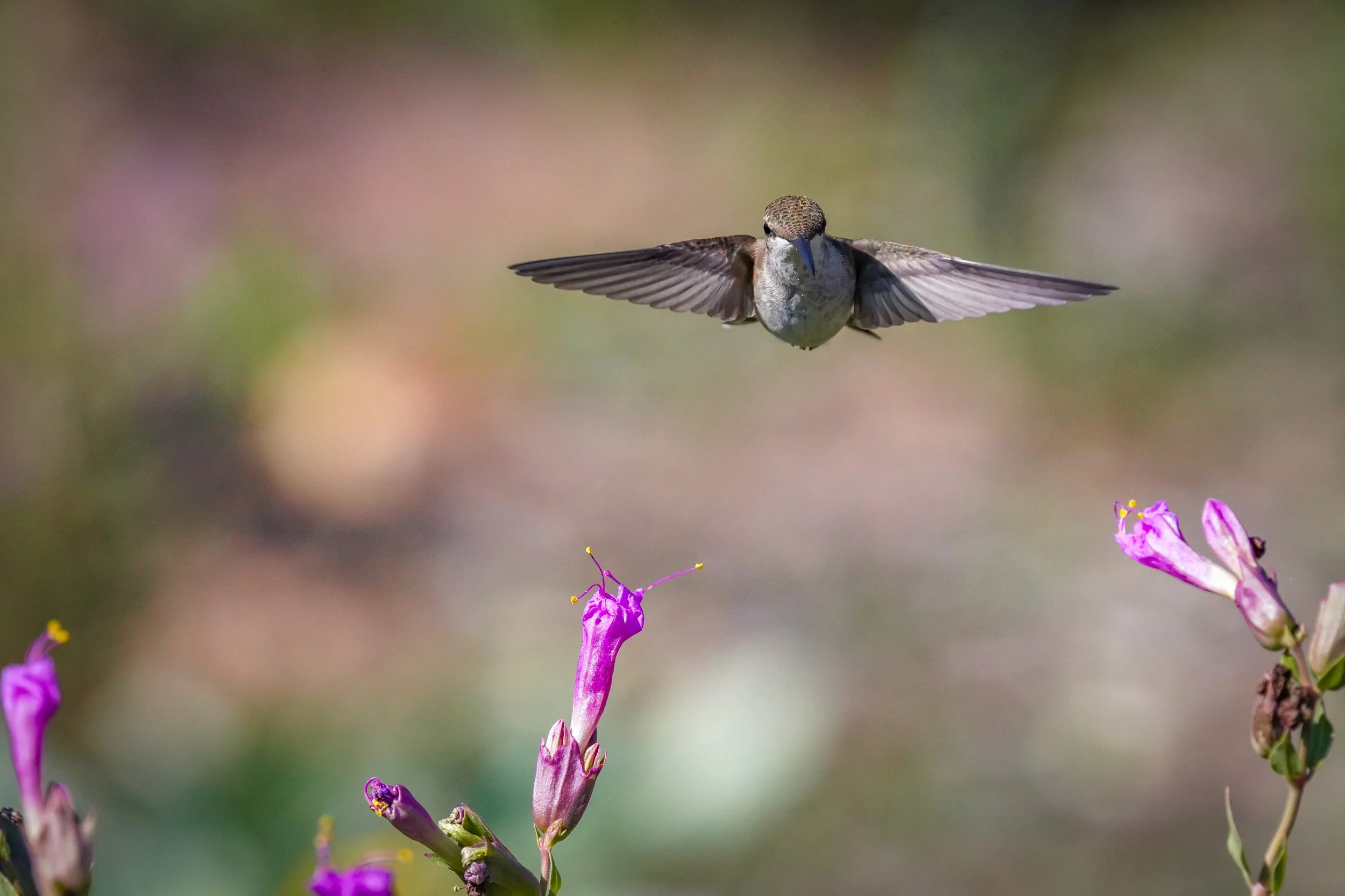 2024-09-07-kingery-nature-center-host-table-hummingbird-laura-sheets-8.jpg