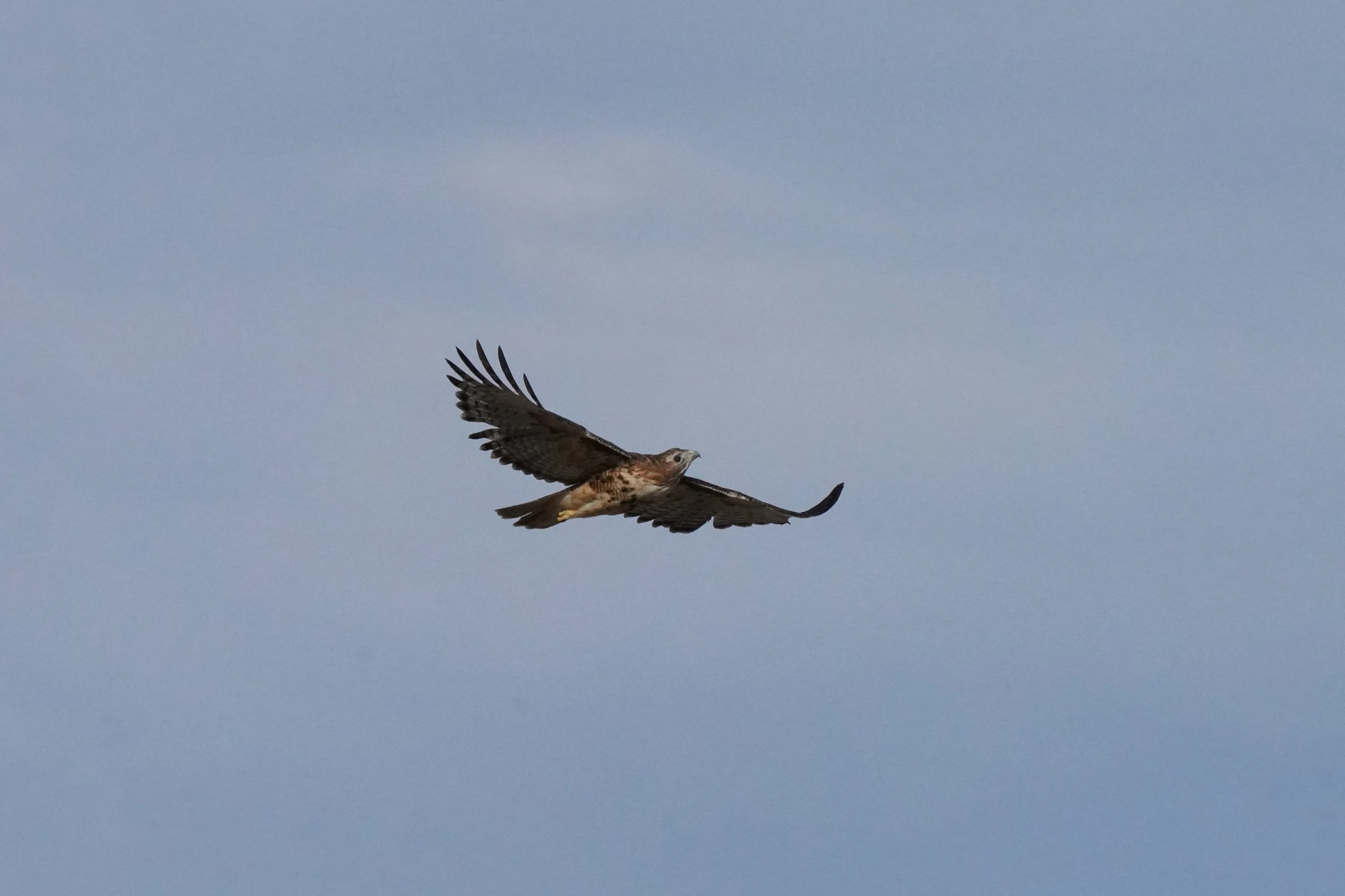 Red-tailed Hawk