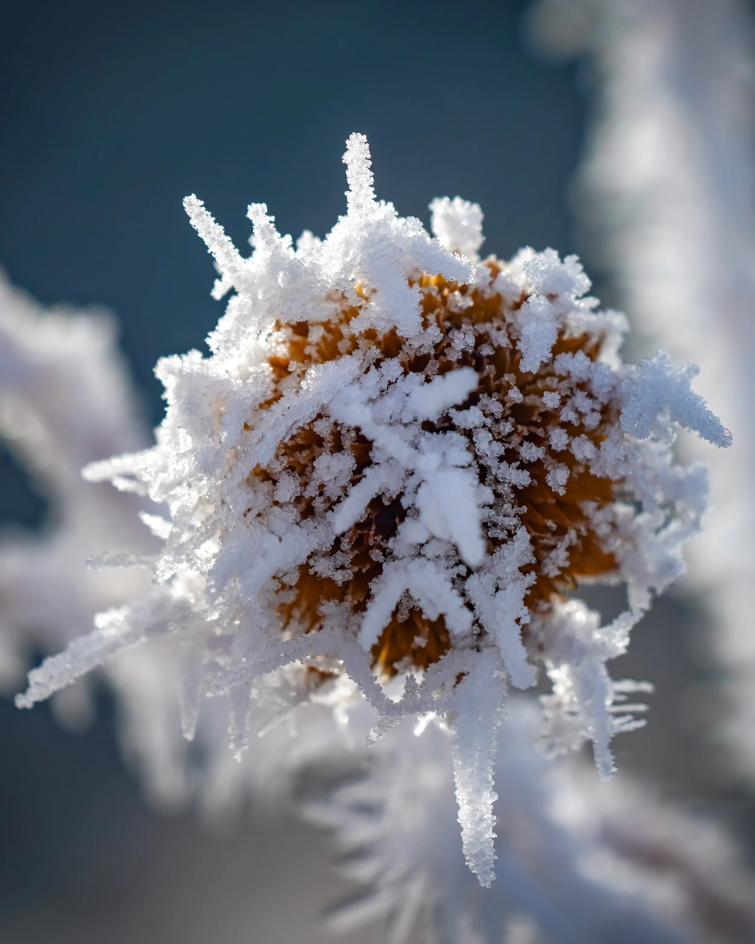 I learned this is called "Rime Ice"