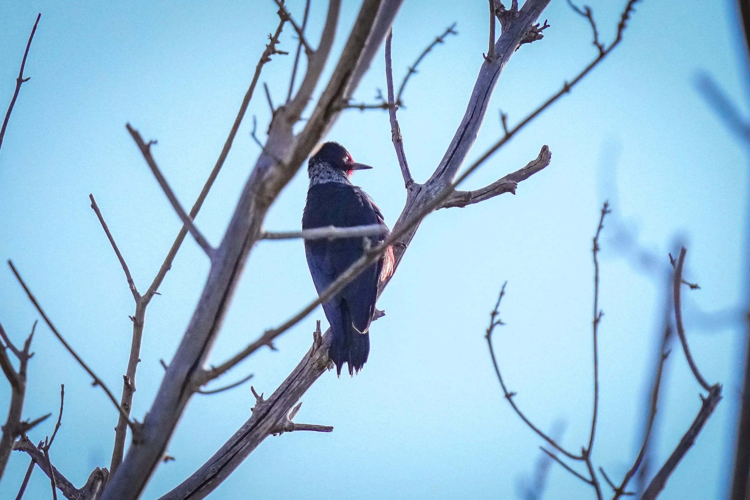 Lewis's Woodpecker