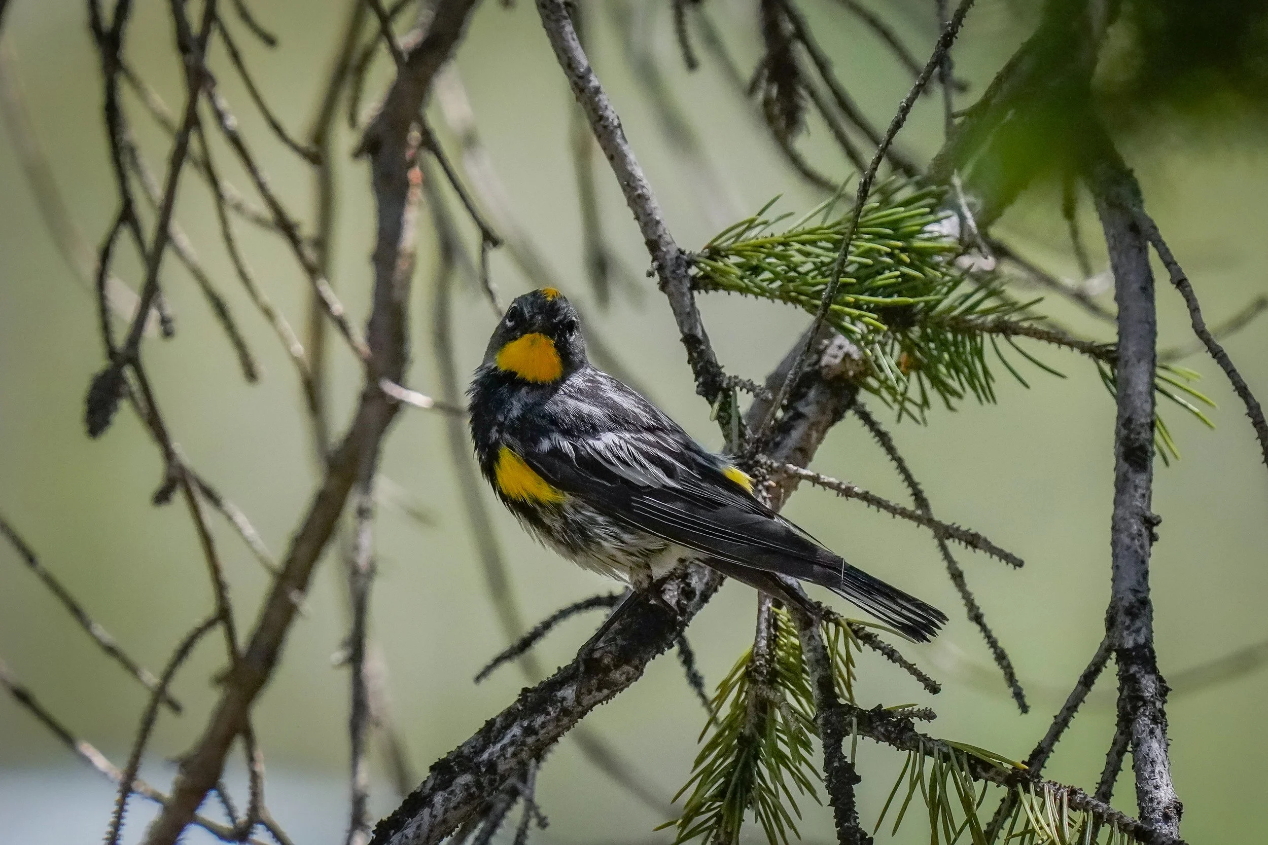 Yellow-rumped Warbler