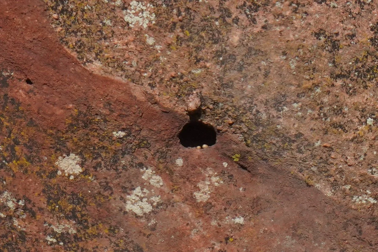 Nest in the cliff side at Roxborough - can you see the eggs?
