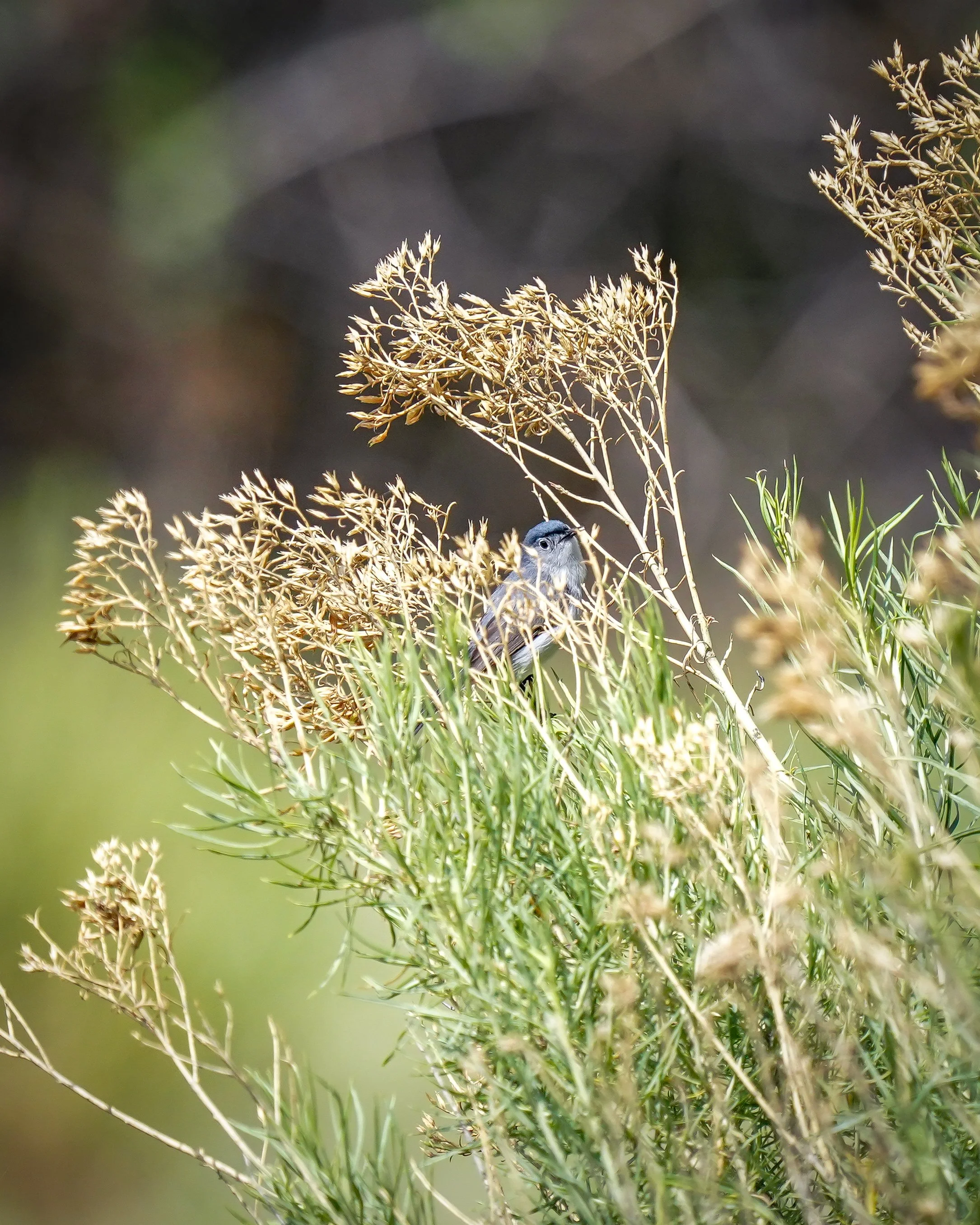Blue-gray gnatcatcher