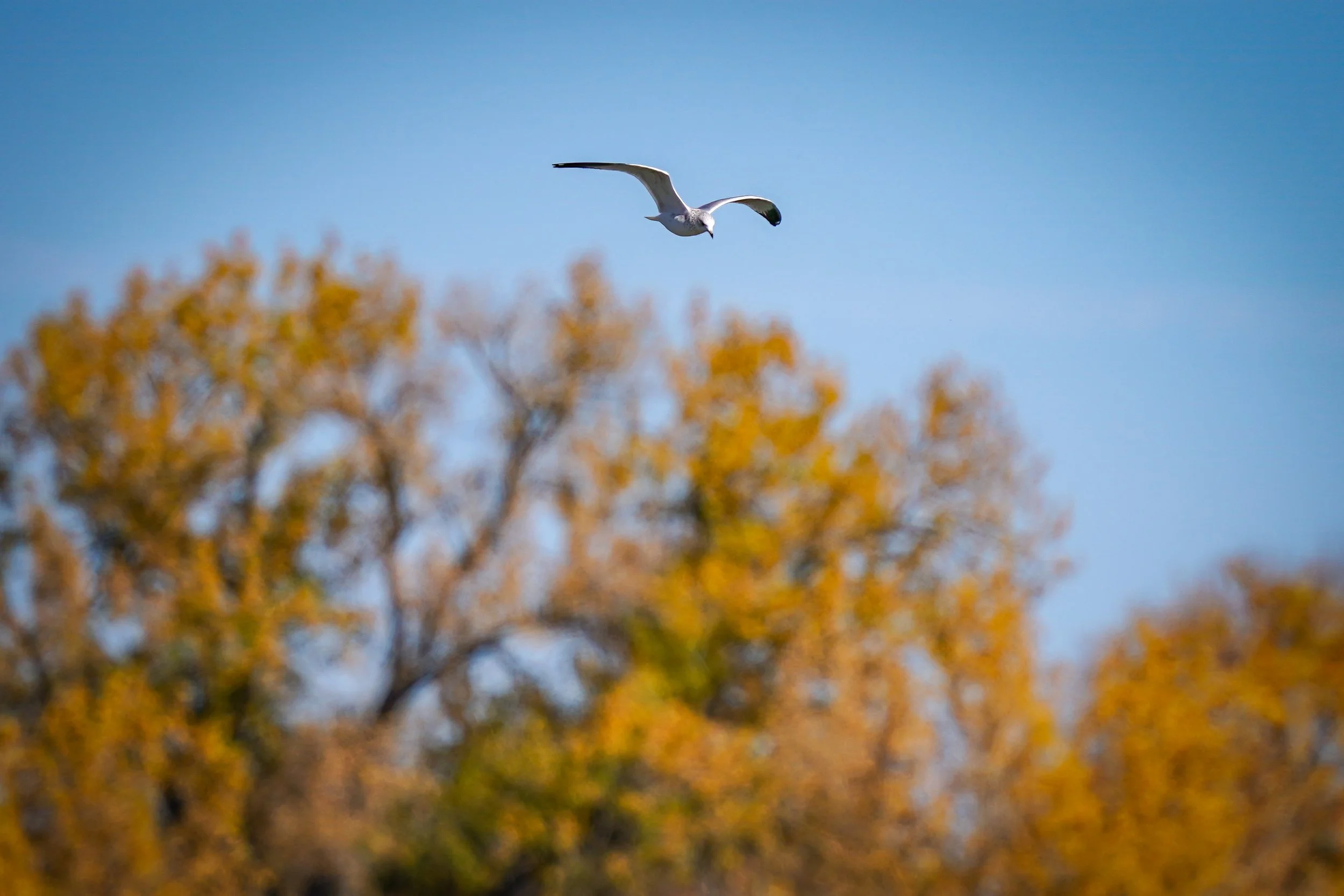 young Ring-billed Gull with fall colors