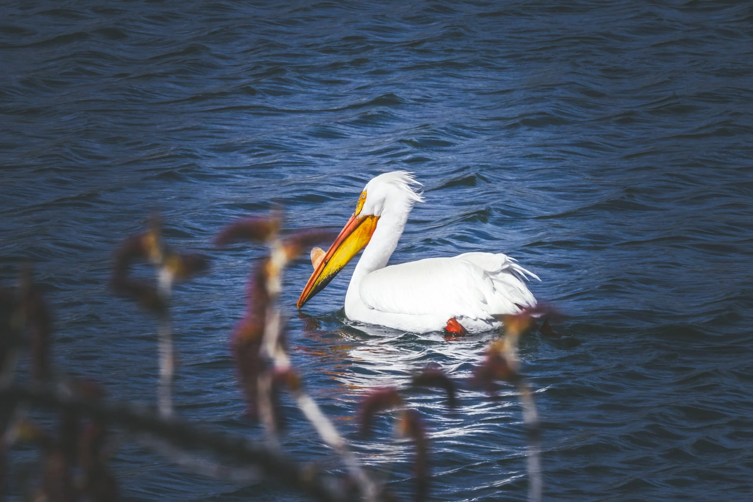 American White Pelican