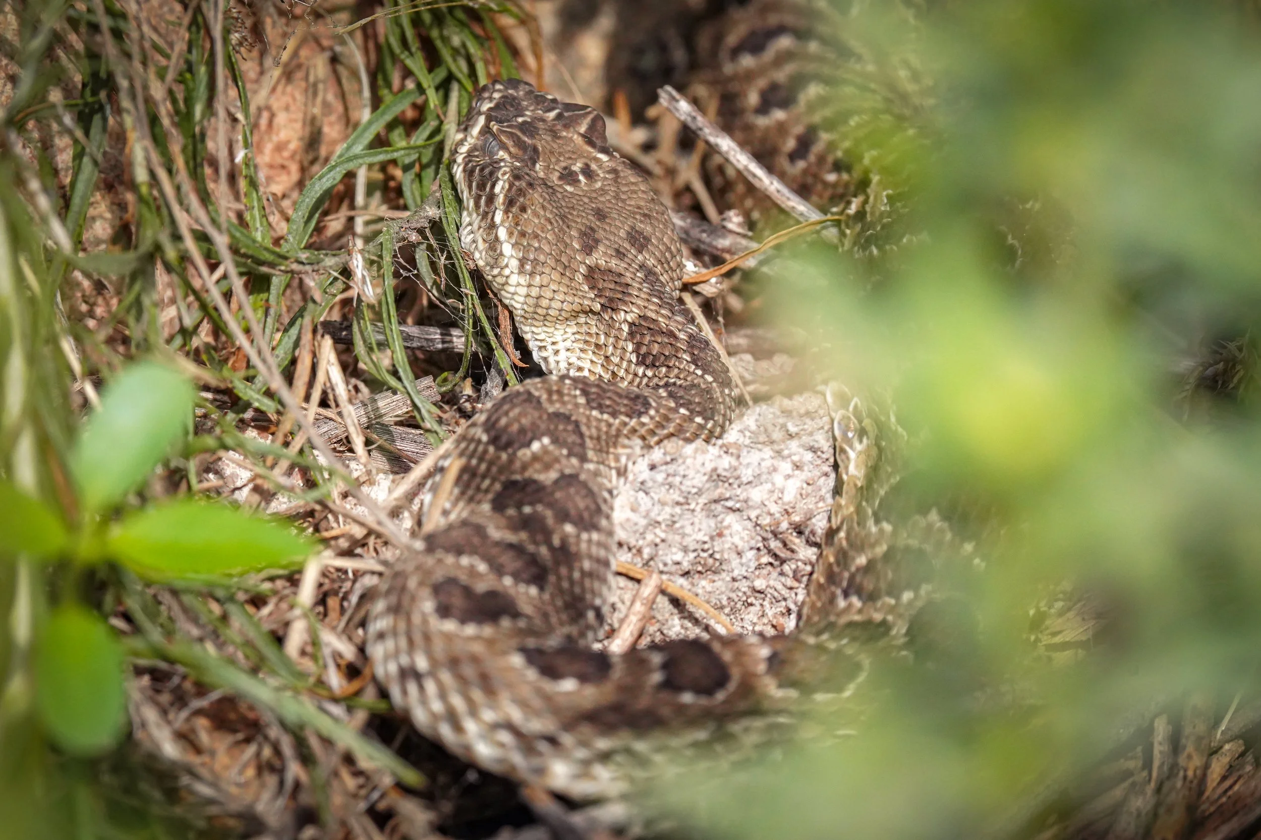 2024-08-24-kingery-nature-center-host-table-rattlesnake-laura-sheets-4.jpg
