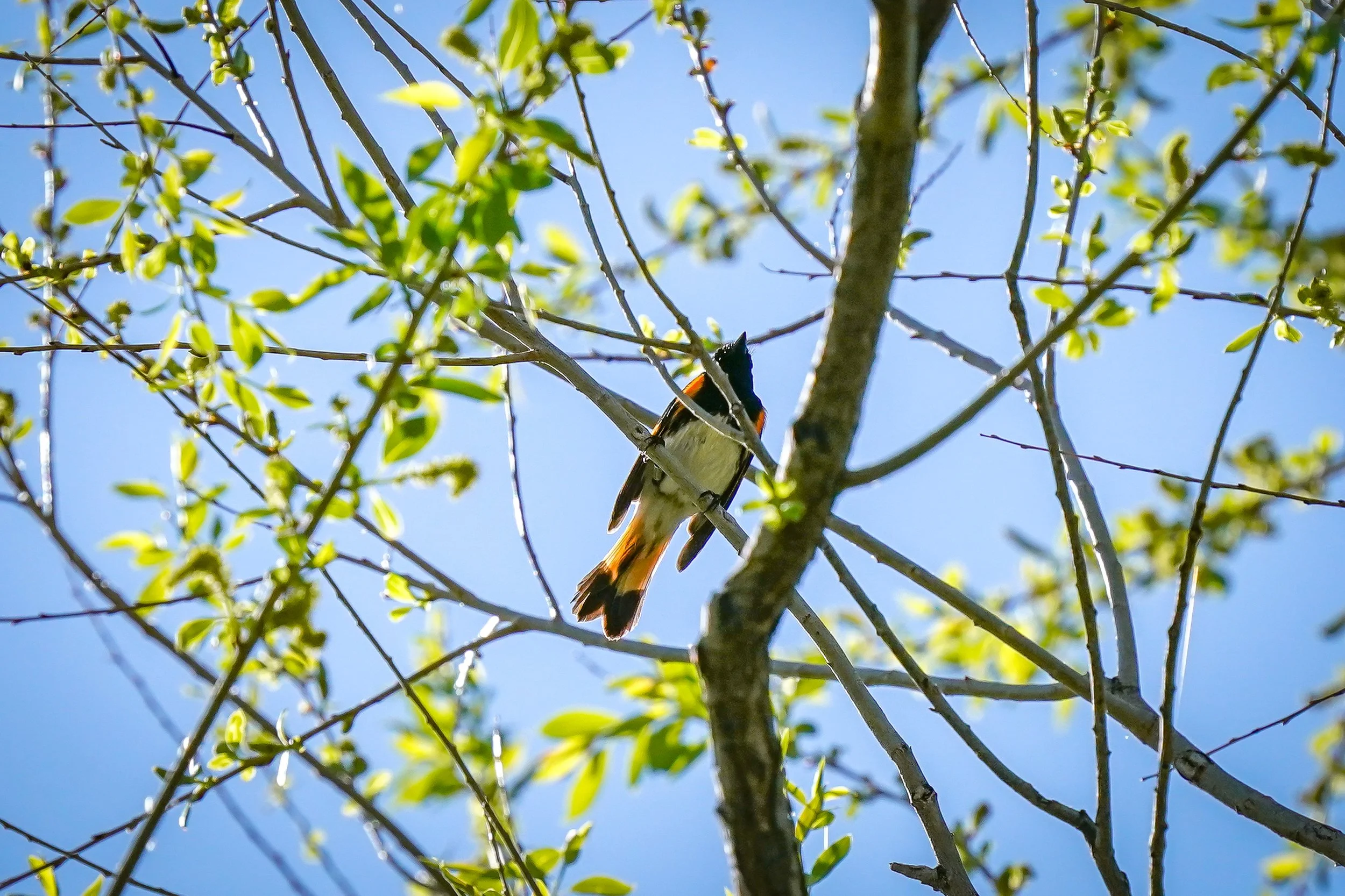 American Redstart